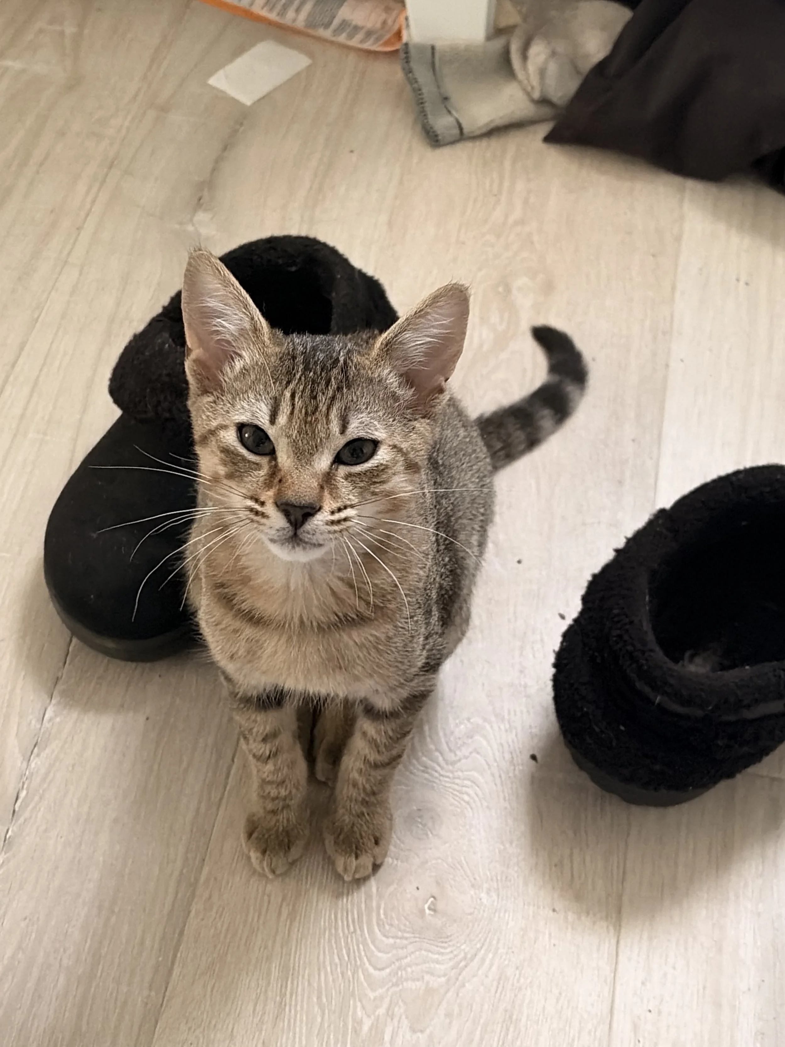 Name: Lil Man
Domestic Short Hair, Tabby
Male
Age: 3 months
Neutered
Adoption Fee: $100
Available for Adoption