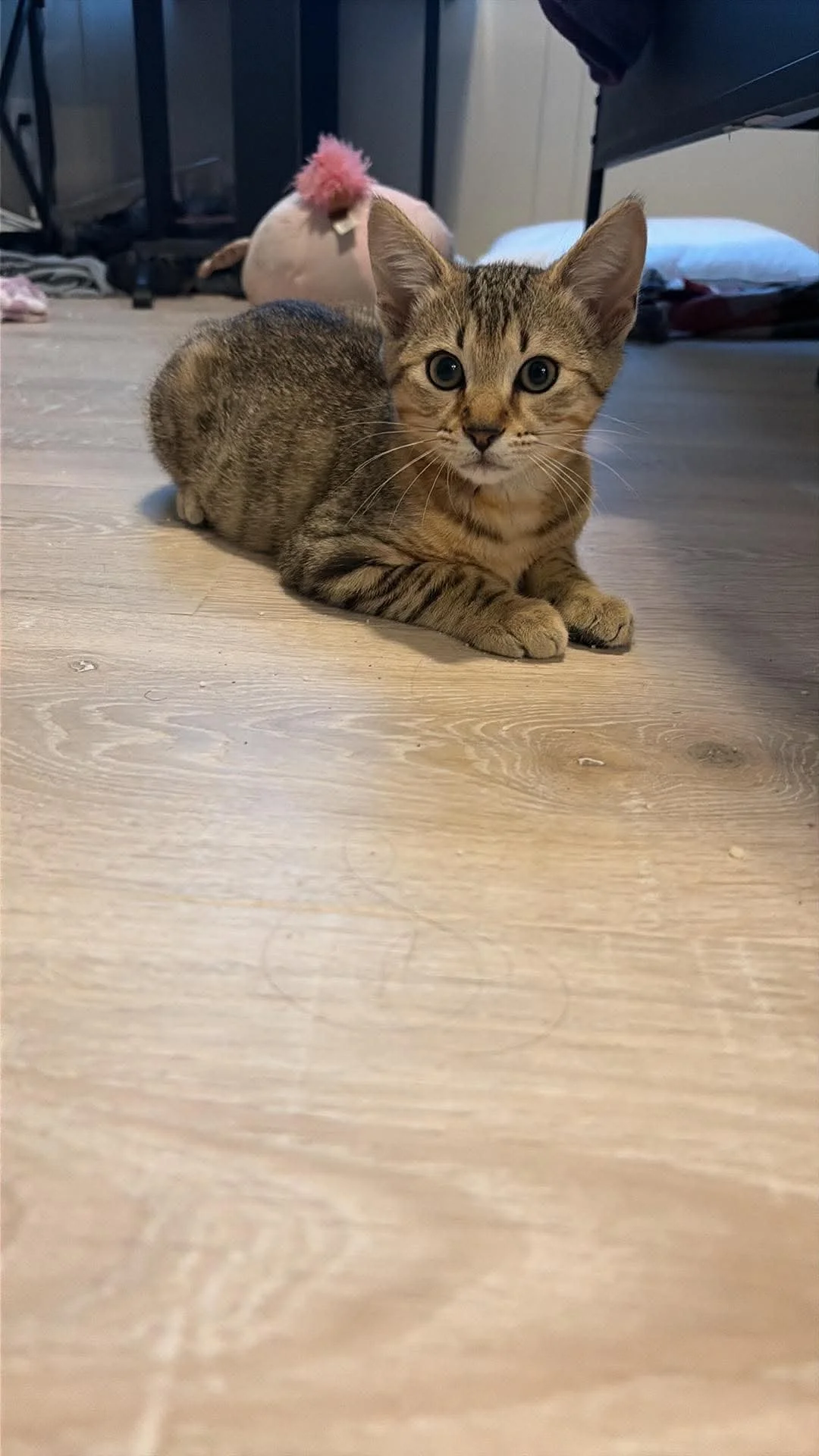 Name: Bohdi
Domestic Short Hair Tabby
Male
Age: 3 months
Neutered
Adoption Fee: $100
Available for Adoption