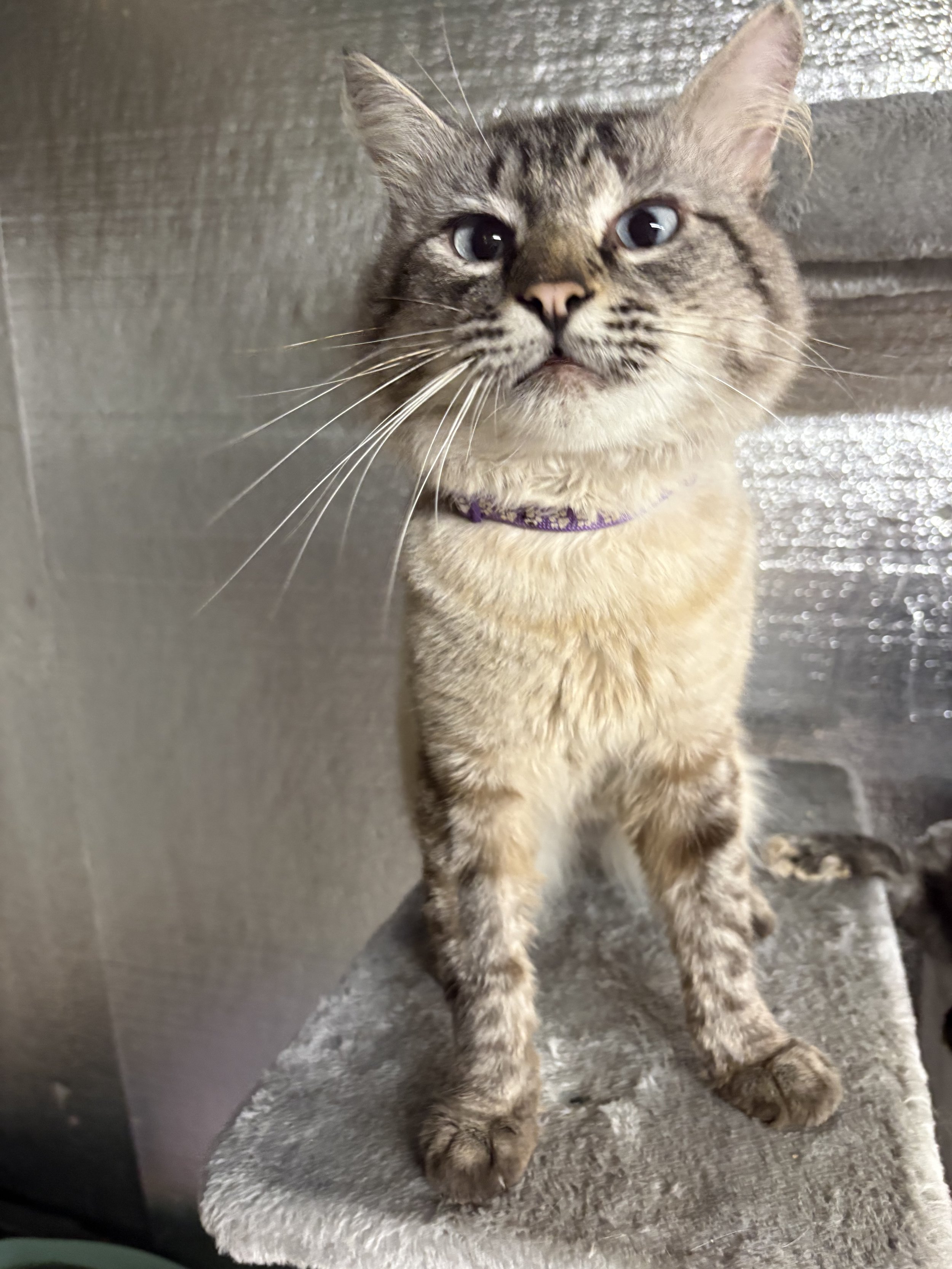 Name: Butters
Mixed Siamese
Male
Age: 2 Years
Neutered
Adoption Fee: $50
Available for Adoption