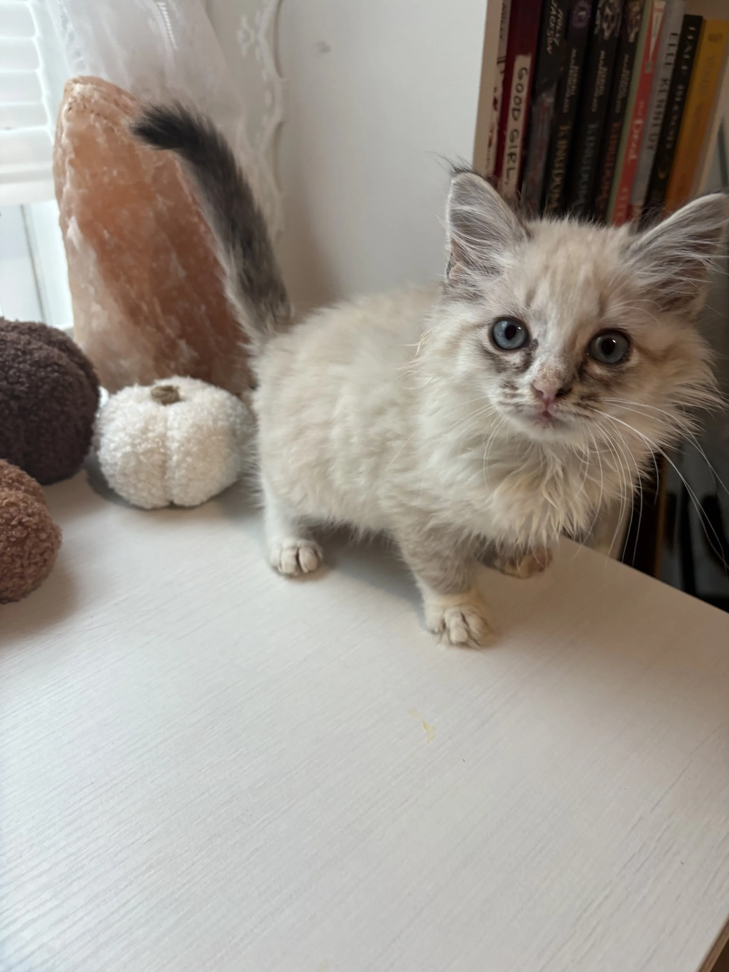 Name: Pumpkin Spice
Mixed Siamese
Female
Age: 2 Months
Pending Spay
Adoption Fee: $100
Available for PRE-Adoption (Adoption is pending her spay) 