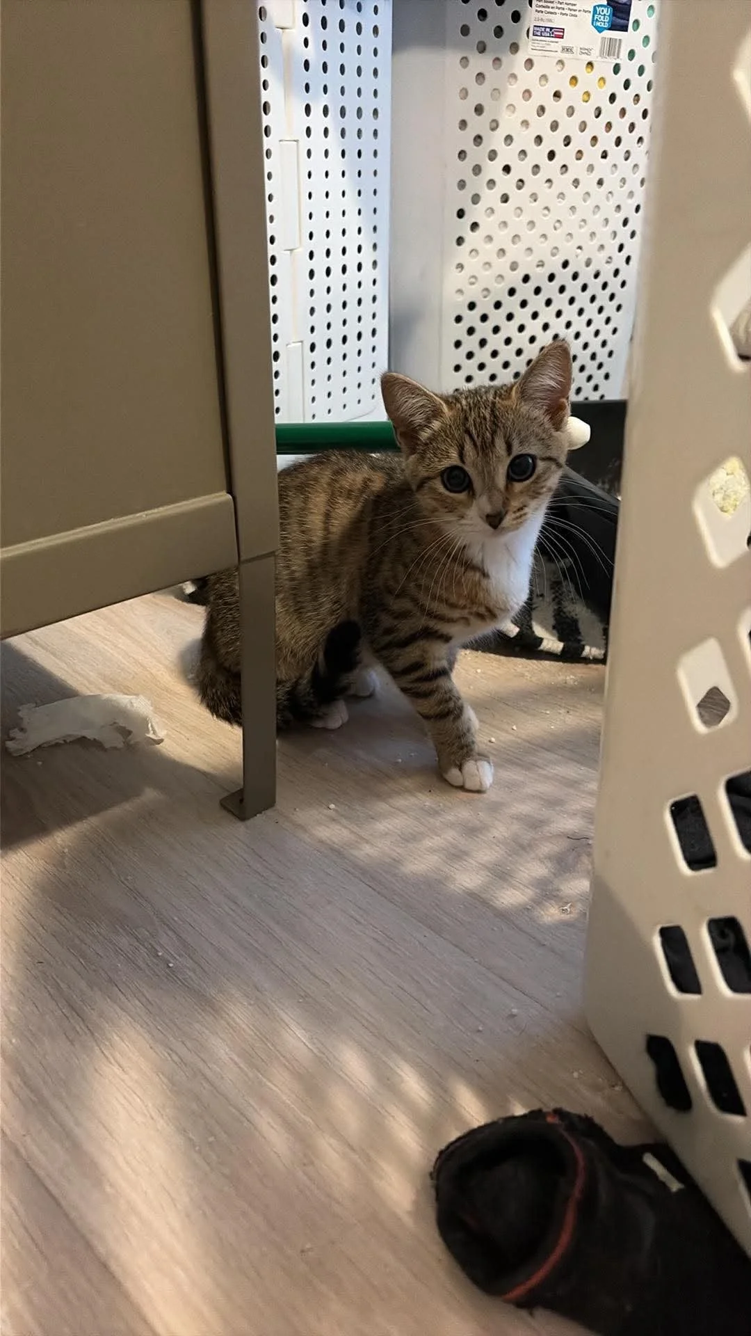 Name: Ember
Domestic Short Hair Tabby
Female
Age: 3 months
Spayed
Adoption Fee: $100
Available for Adoption