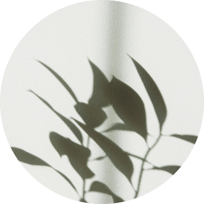 Shadow of a plant with elongated leaves cast on a white textured wall.