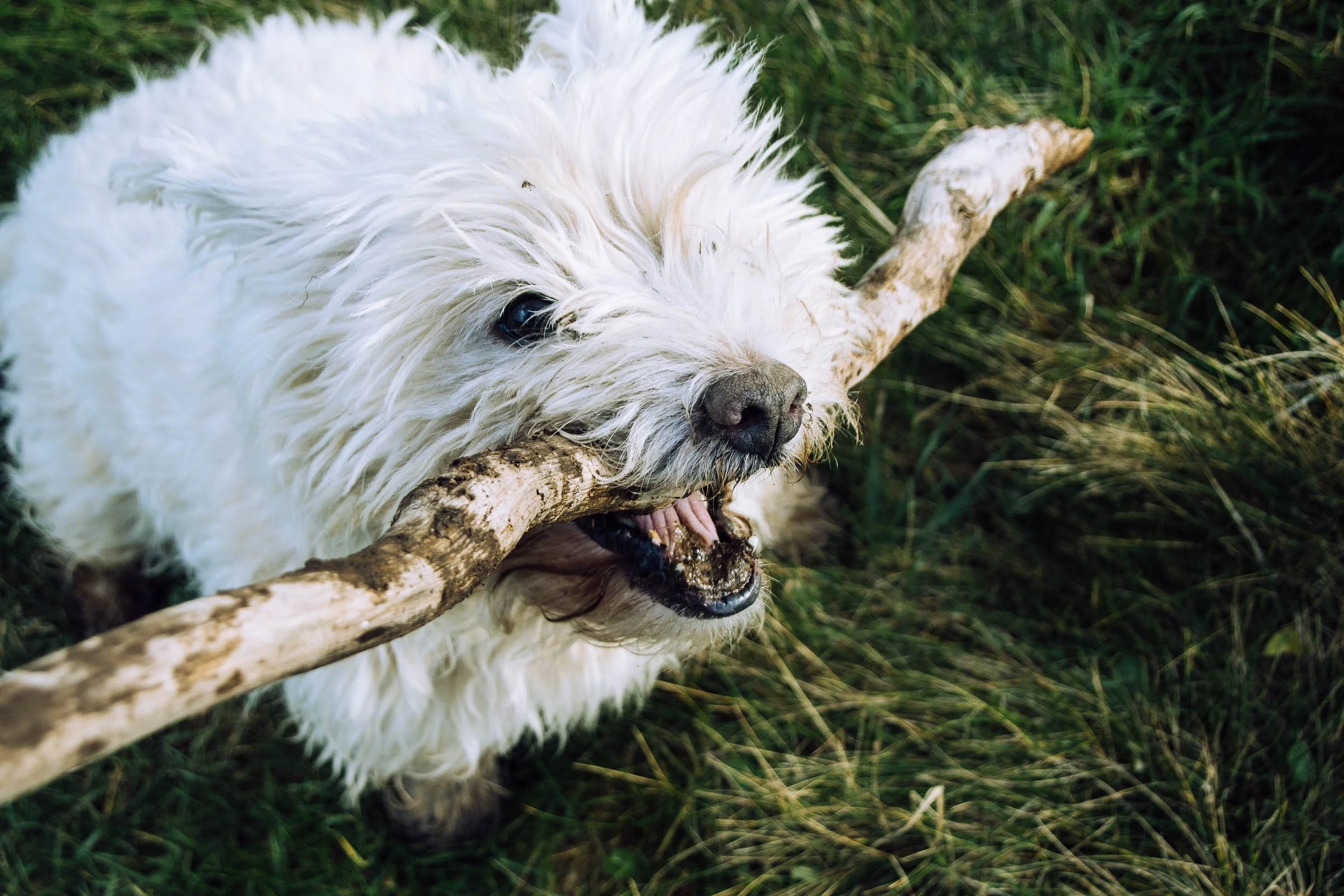 Charlies Eye with Stick.jpg