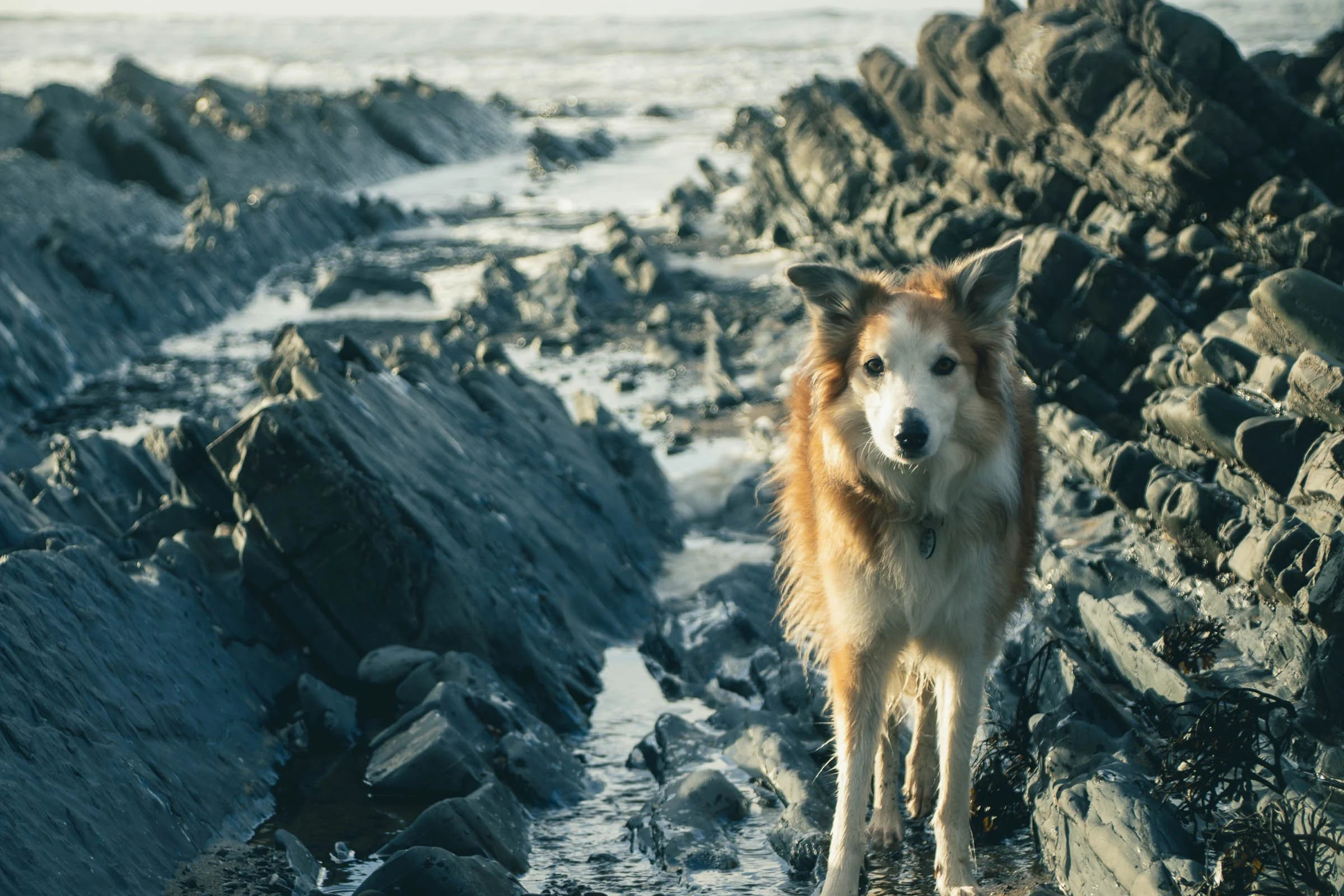 Jesse by the Rocks.jpg