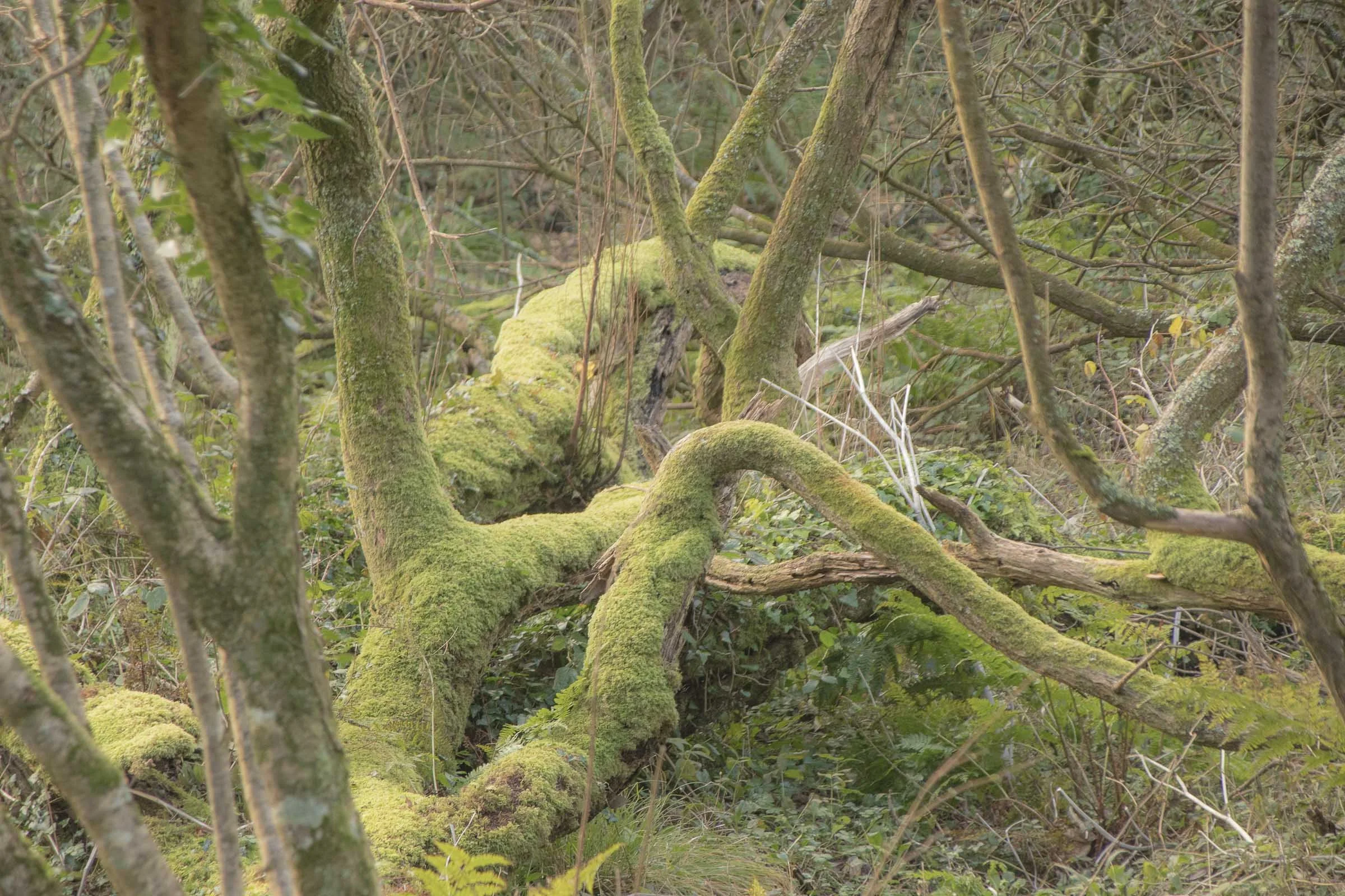 mossy-trees-lowena-studios.jpg