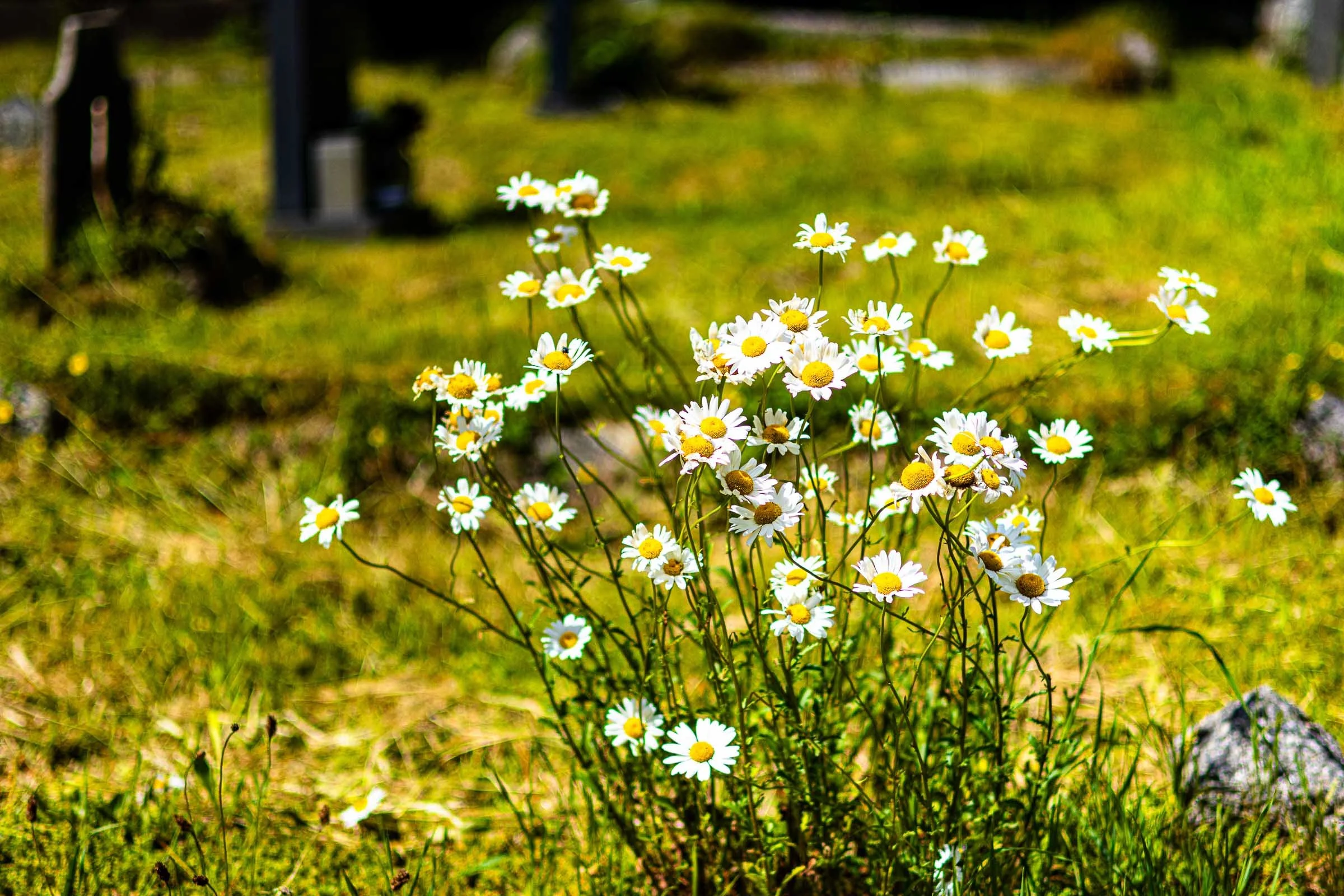 Daisy Patch