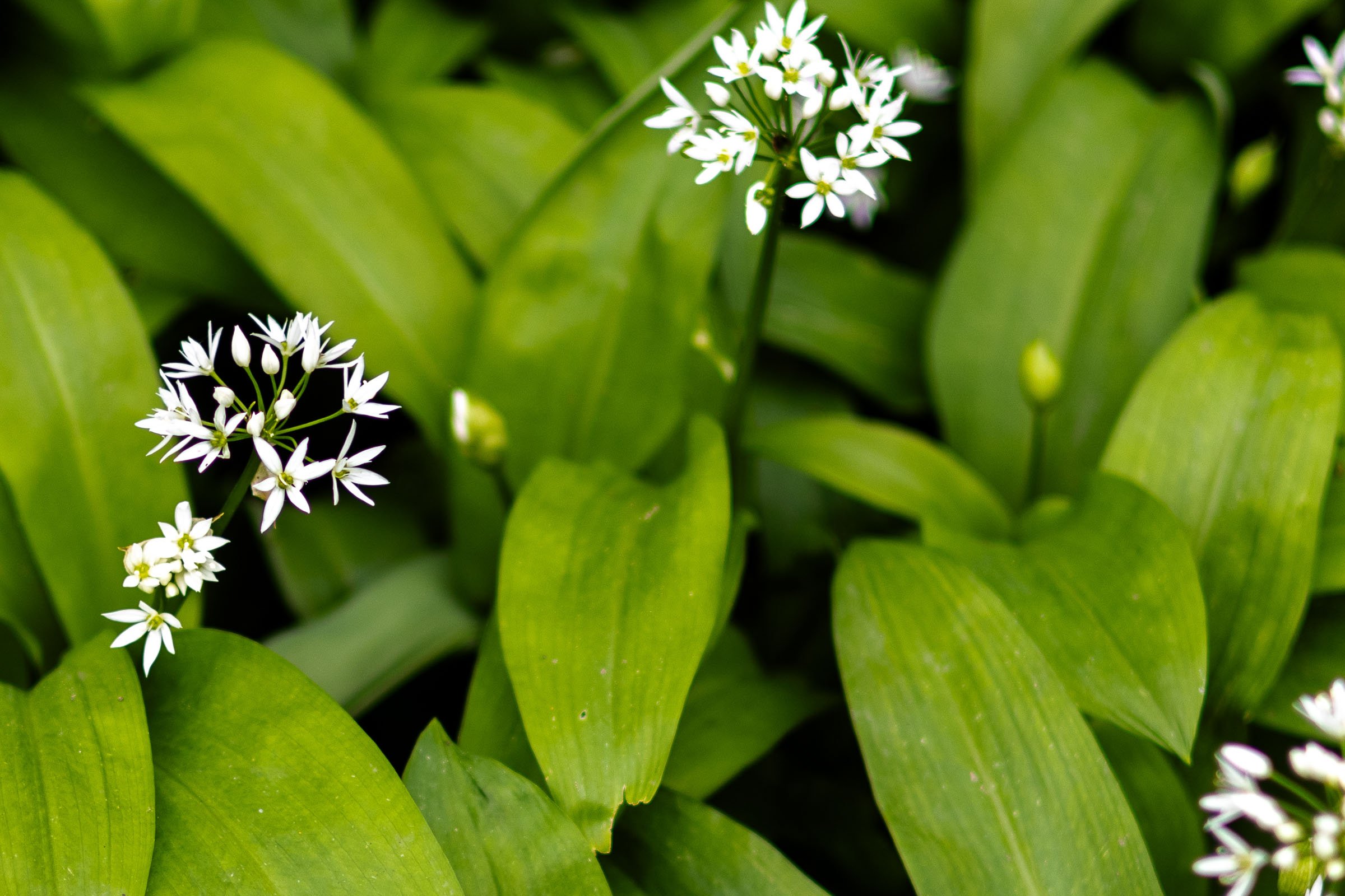 wild-garlic-crop-lowena-studios.jpg