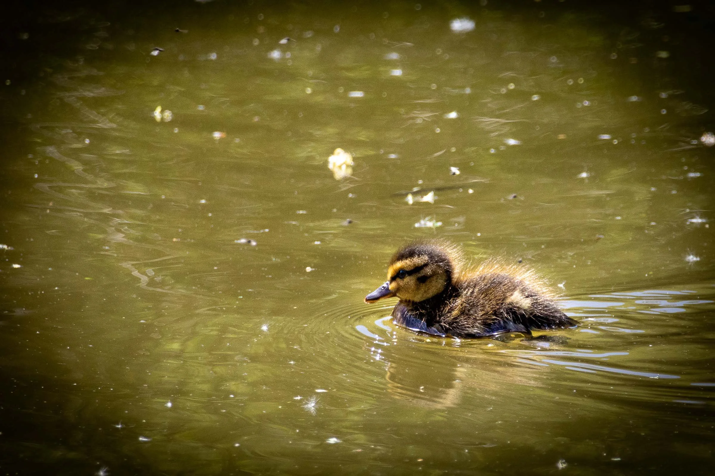 lone-baby-duck-lowena-studios.jpg