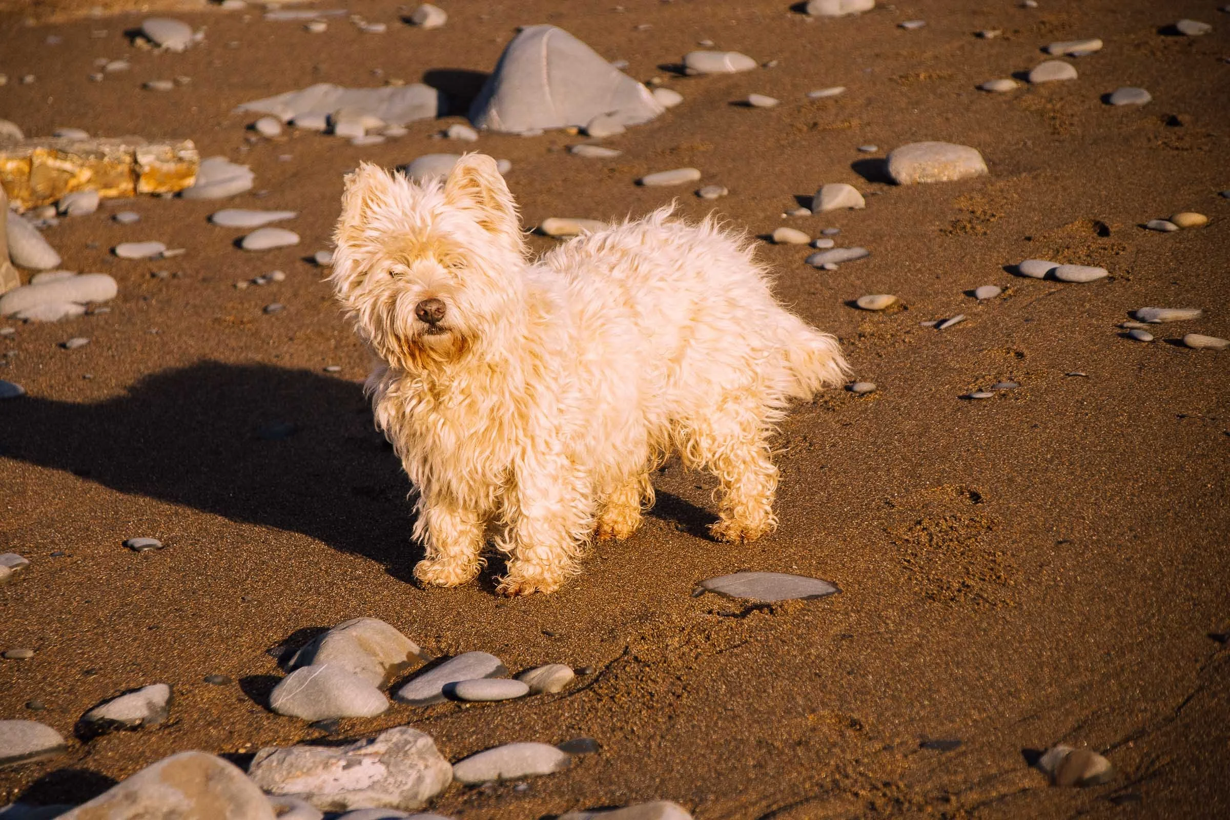 Charlie on the Sand.jpg