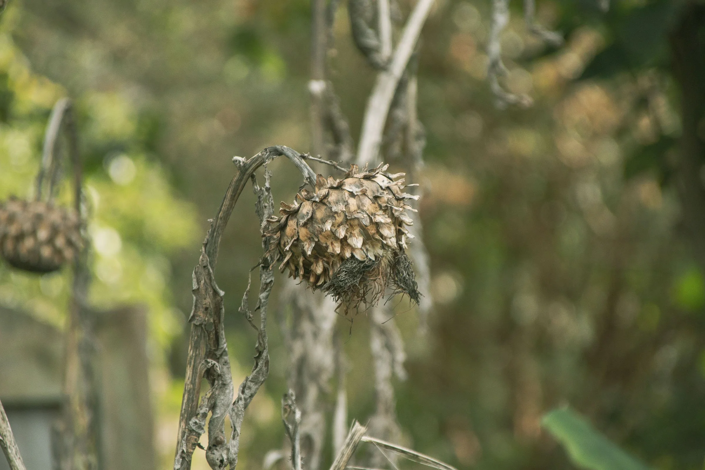 penzance-garden-dried-bud-lowena-studios.jpg
