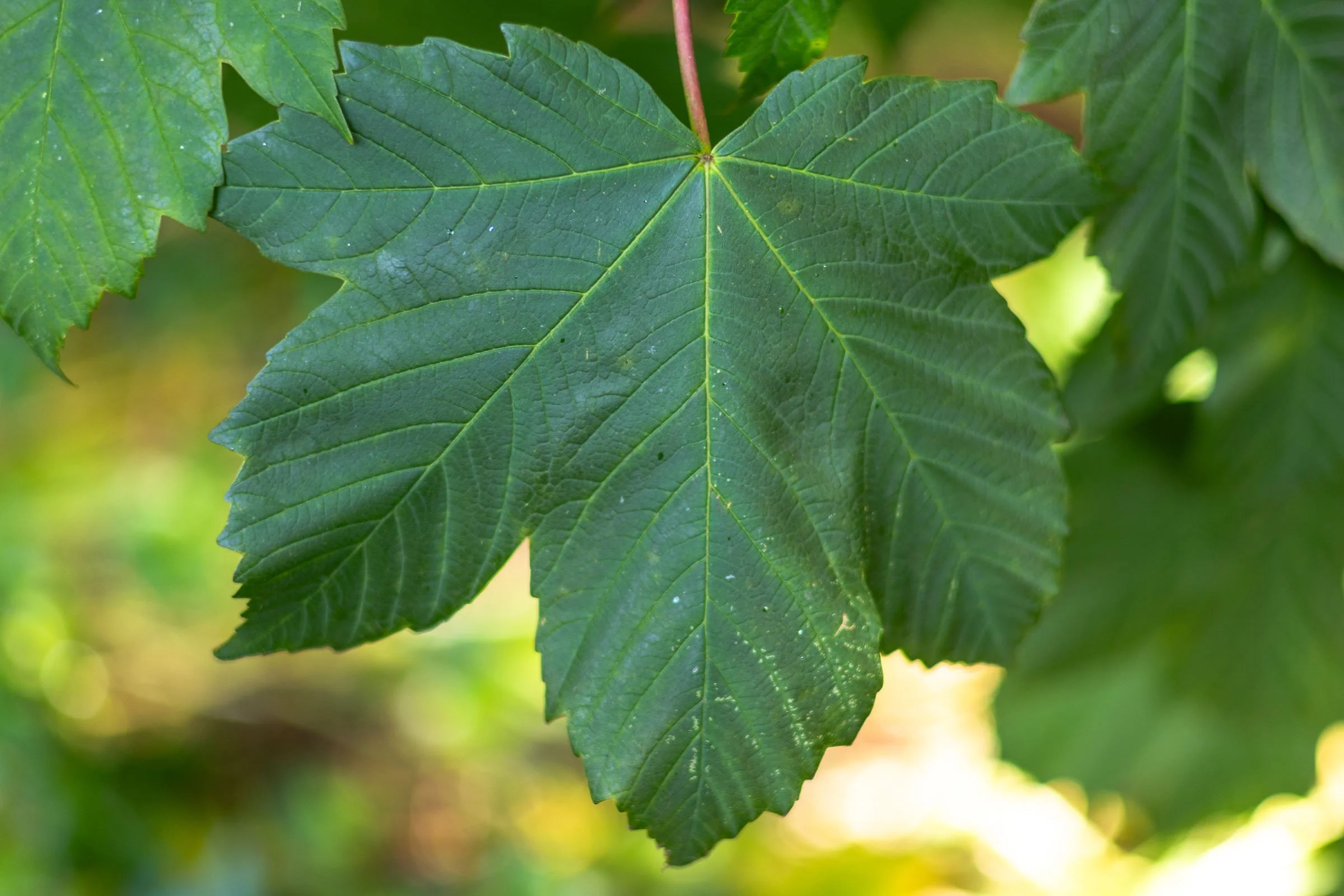Leaf Closeup