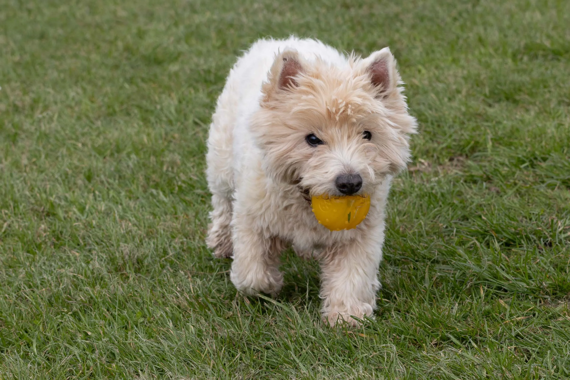 westie-with-ball-18-lowena-studios.jpg