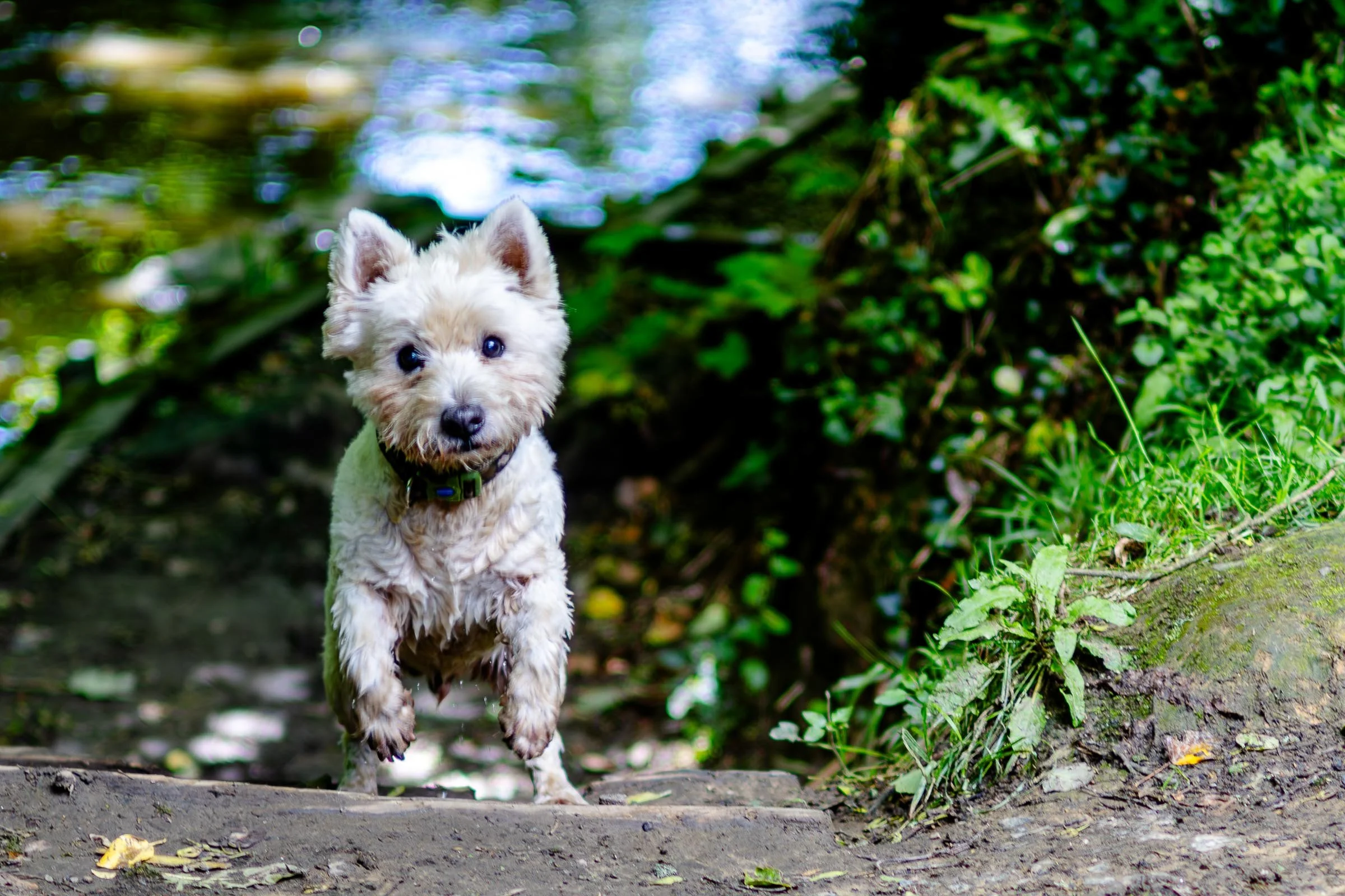 charlie-running-up-steps-lowena-studios.jpg
