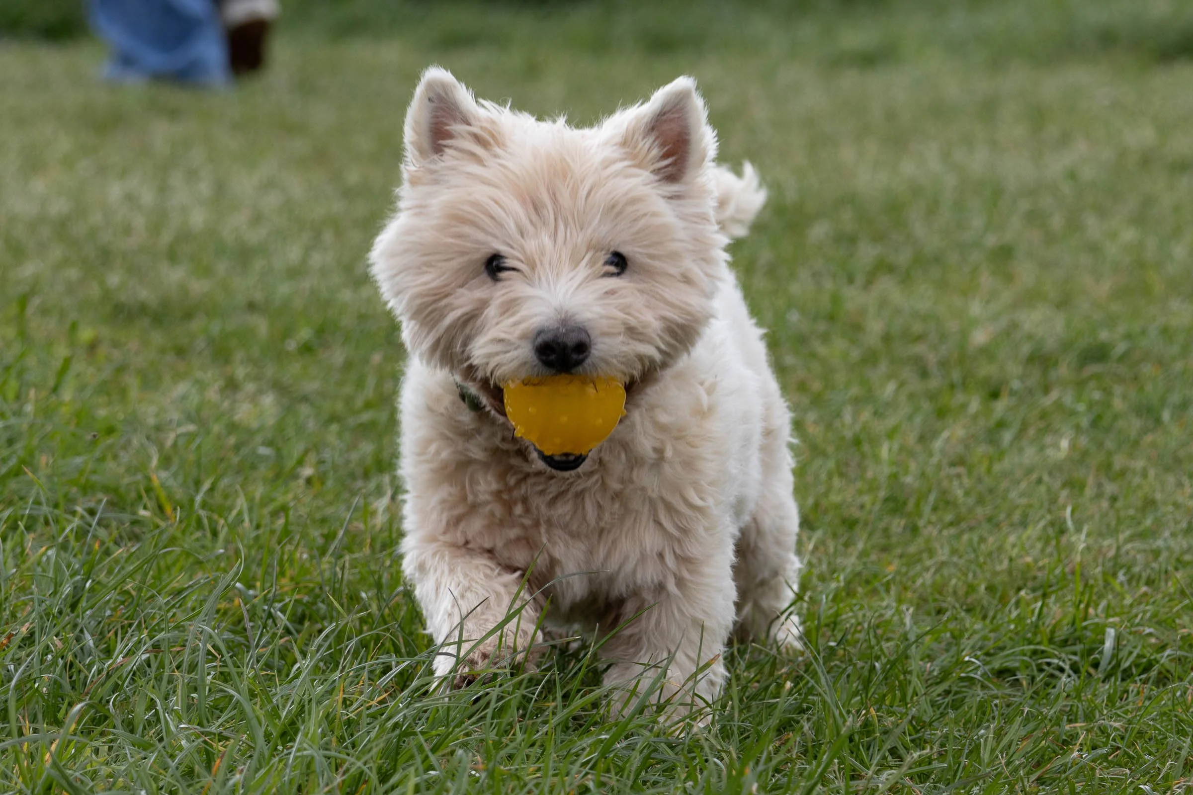 westie-ball-sequence-20-lowena-studios.jpg