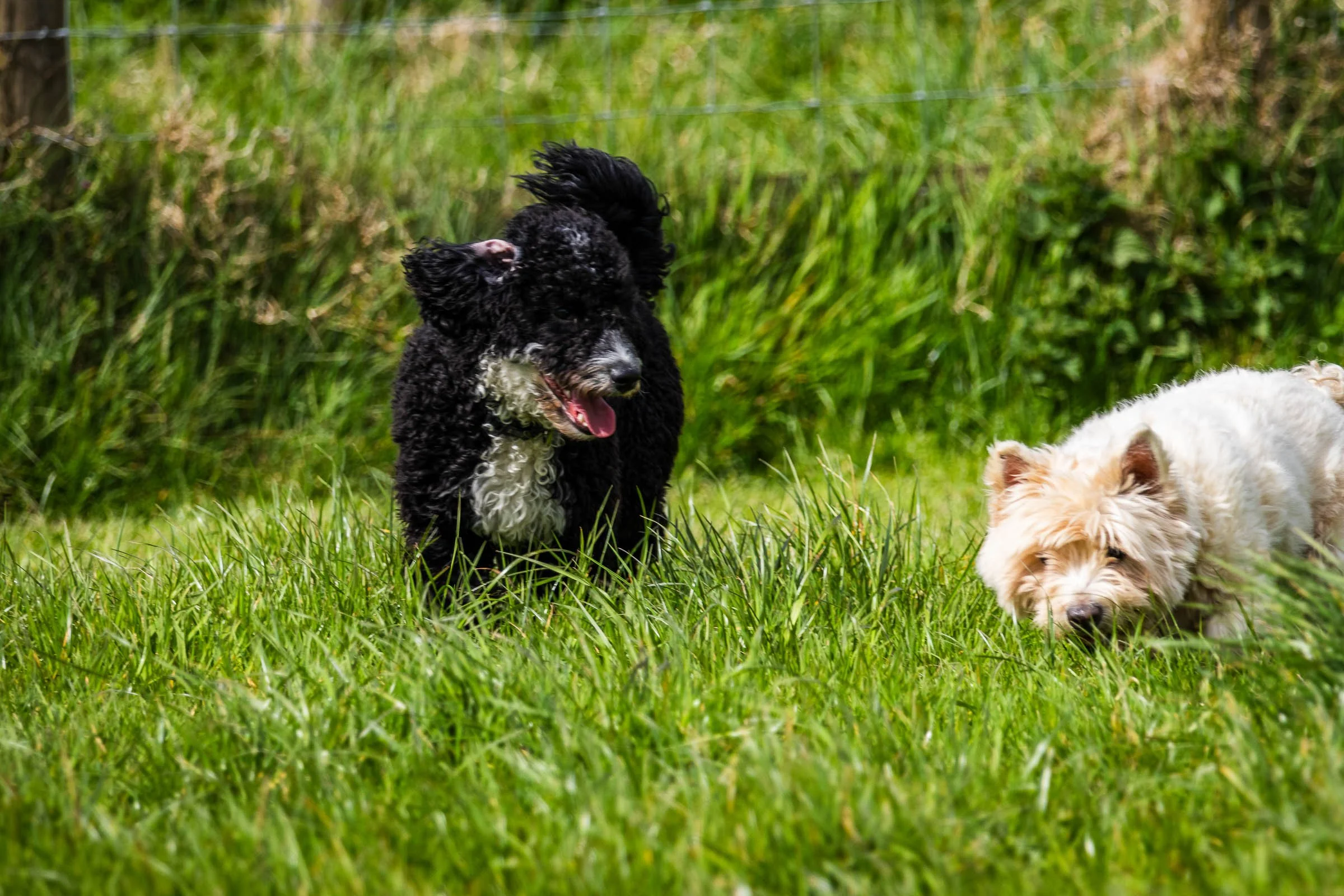 westie-and-cockapoo_-lowena-studios.jpg