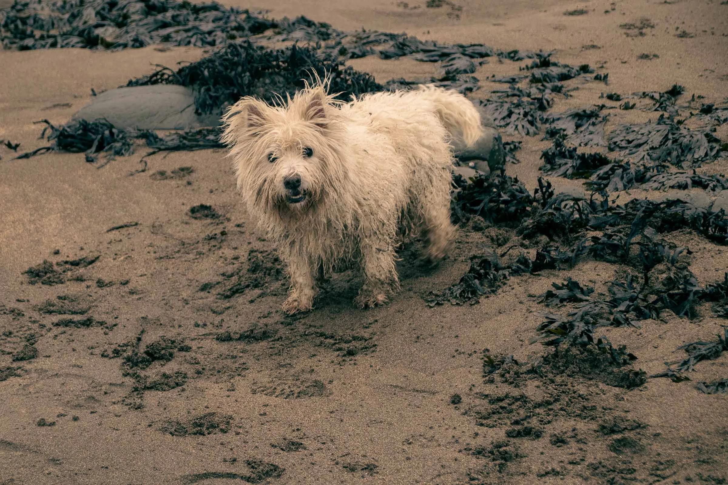 sandy-westie-lowena-studios.jpg