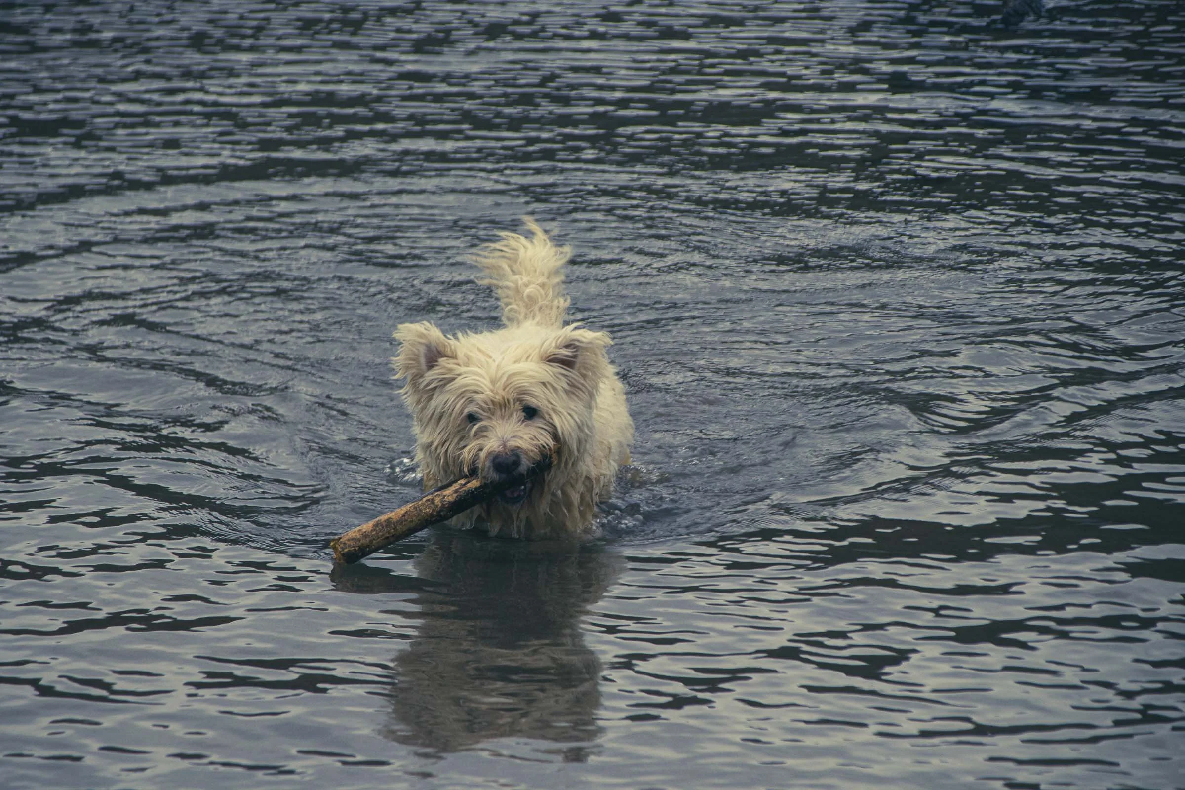 westie-in-the-water-with-stick-2-lowena-studios.jpg