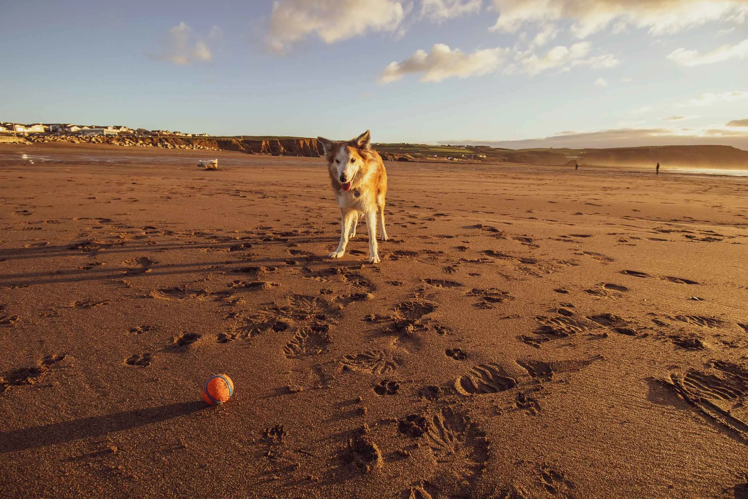 westie-and-collie-at-widemouth-ball-lowena-studios.jpg