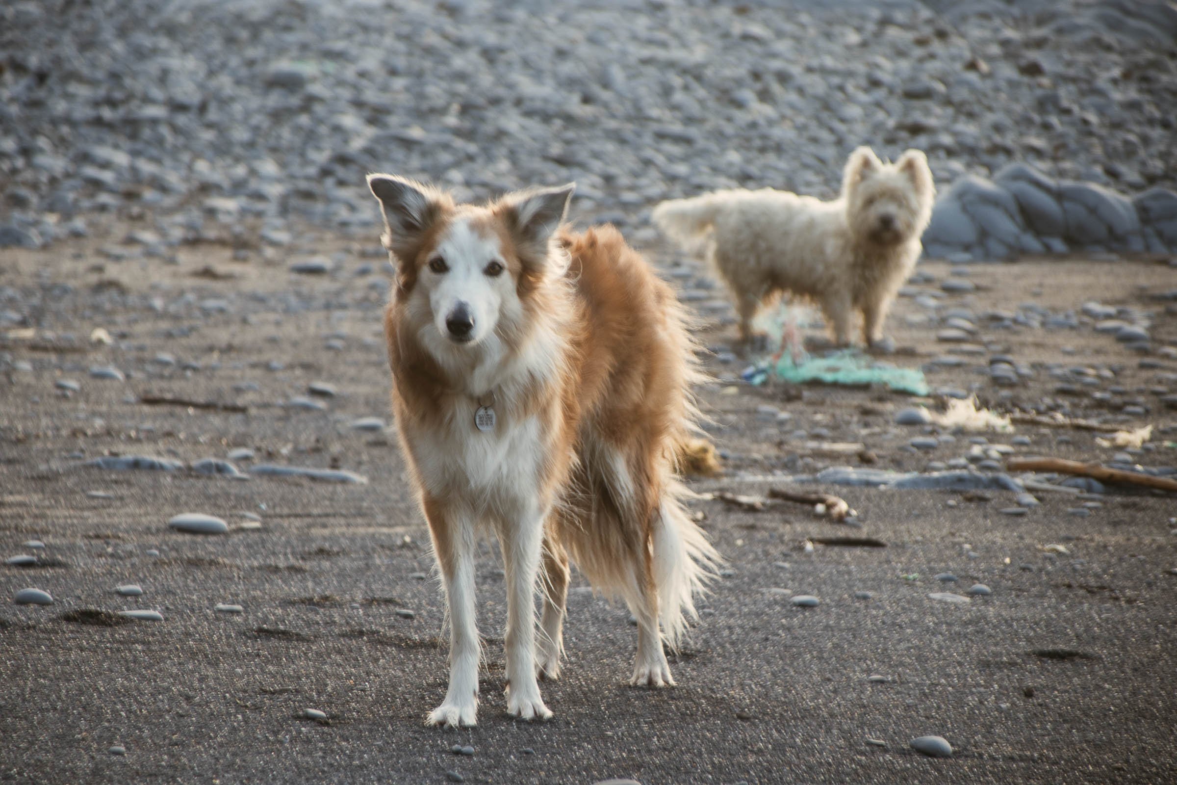 westie-and-collie-on-the-beach-lowena-studios.jpg