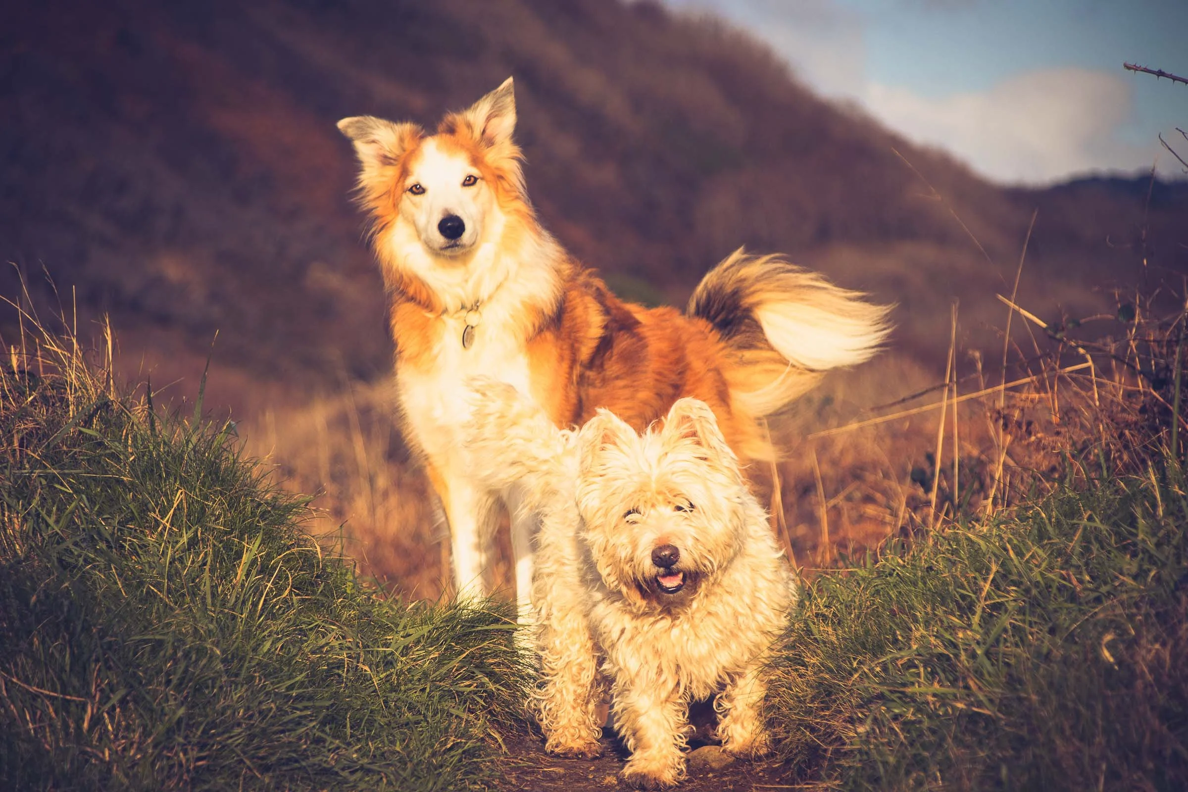 westie-and-collie-on-the-crest-lowena-studios.jpg
