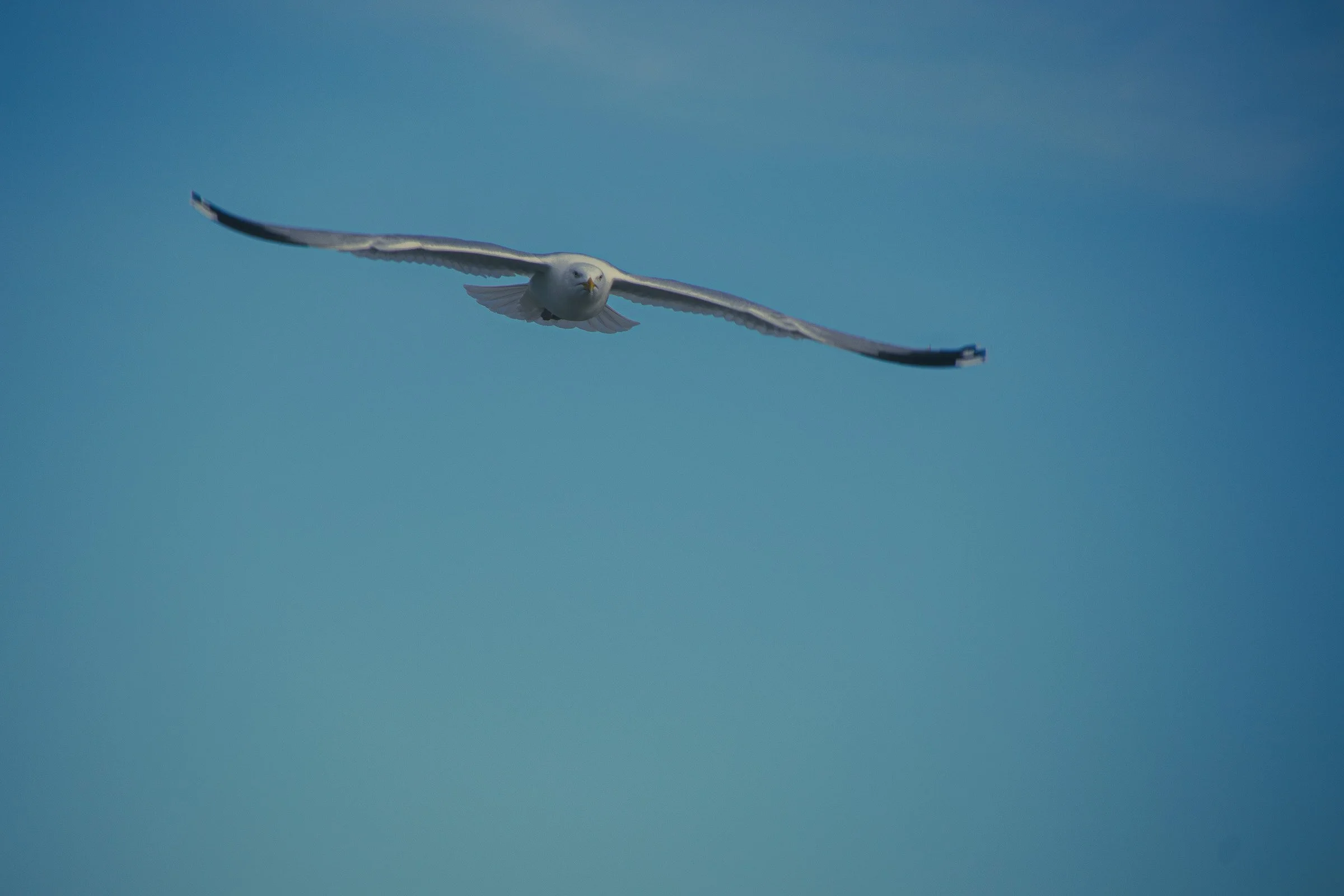 crooklets-seagul-gluiding-lowena-studios.jpg