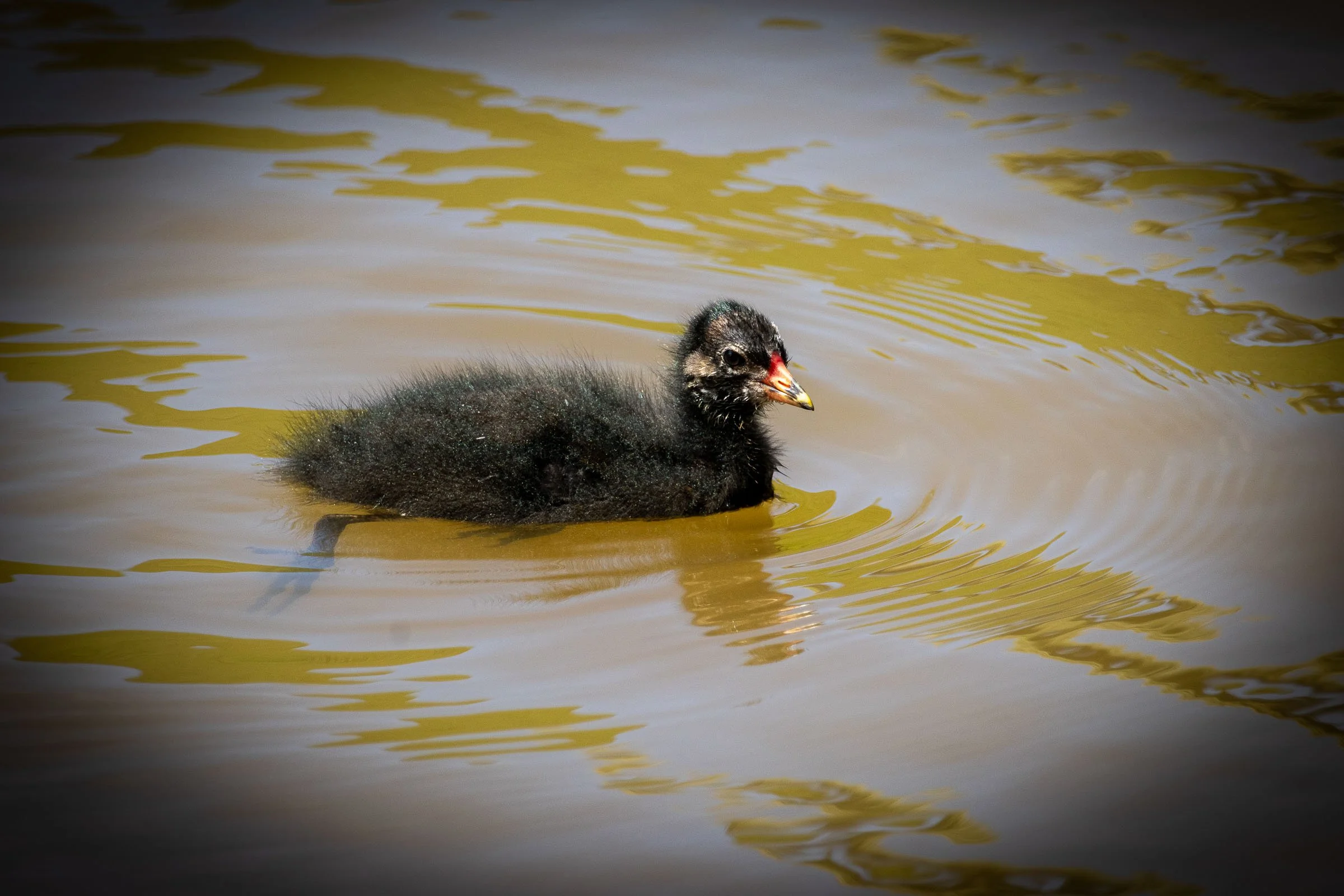 lone-baby-moorhen-lowena-studios.jpg