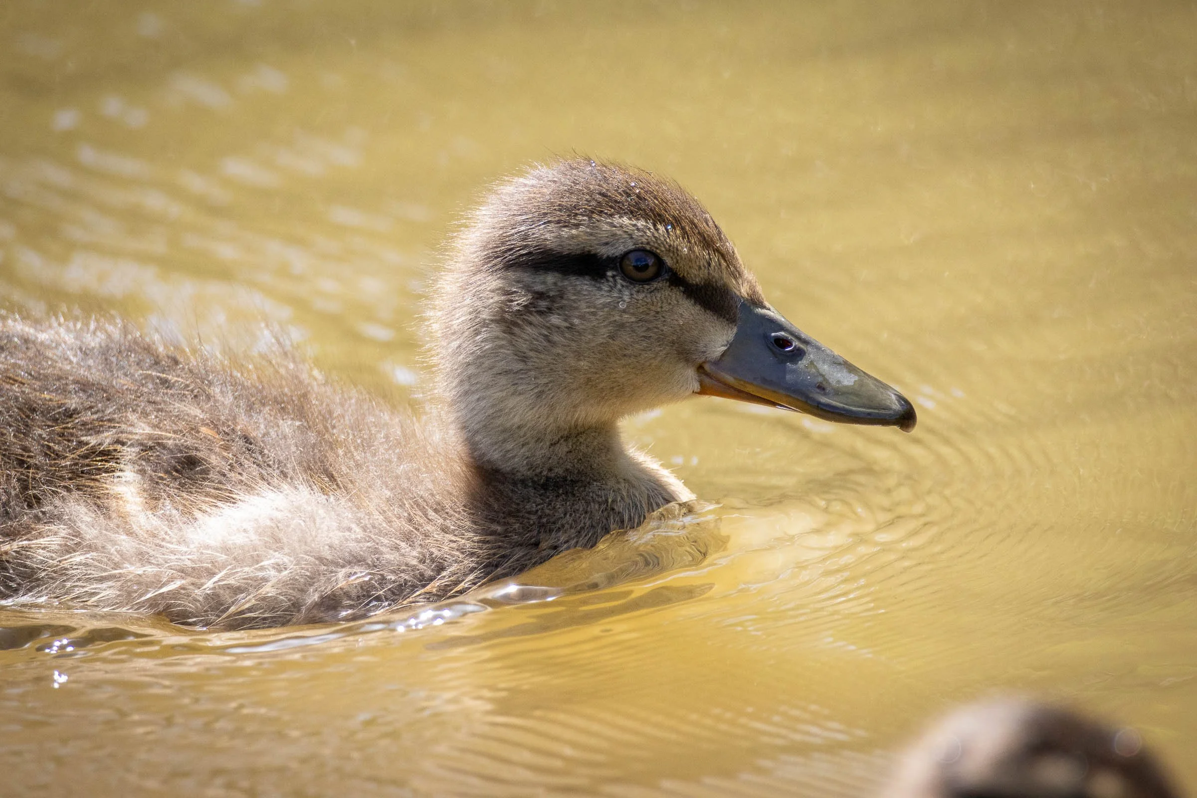 baby-duck-swiimming-lowena-studios.jpg