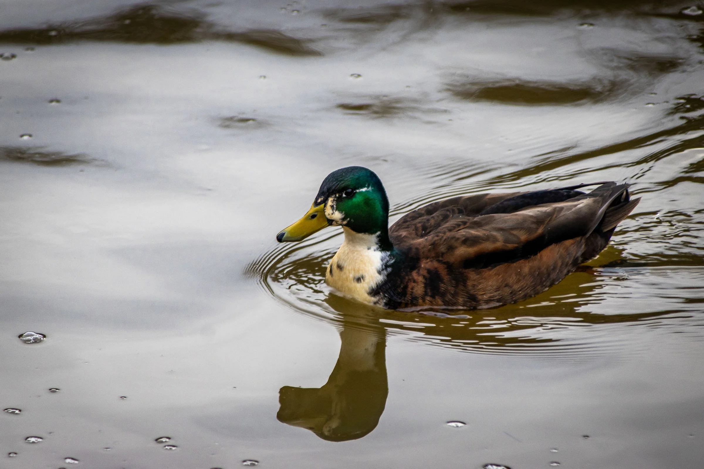 mallard-duck-lowena-studios.jpg