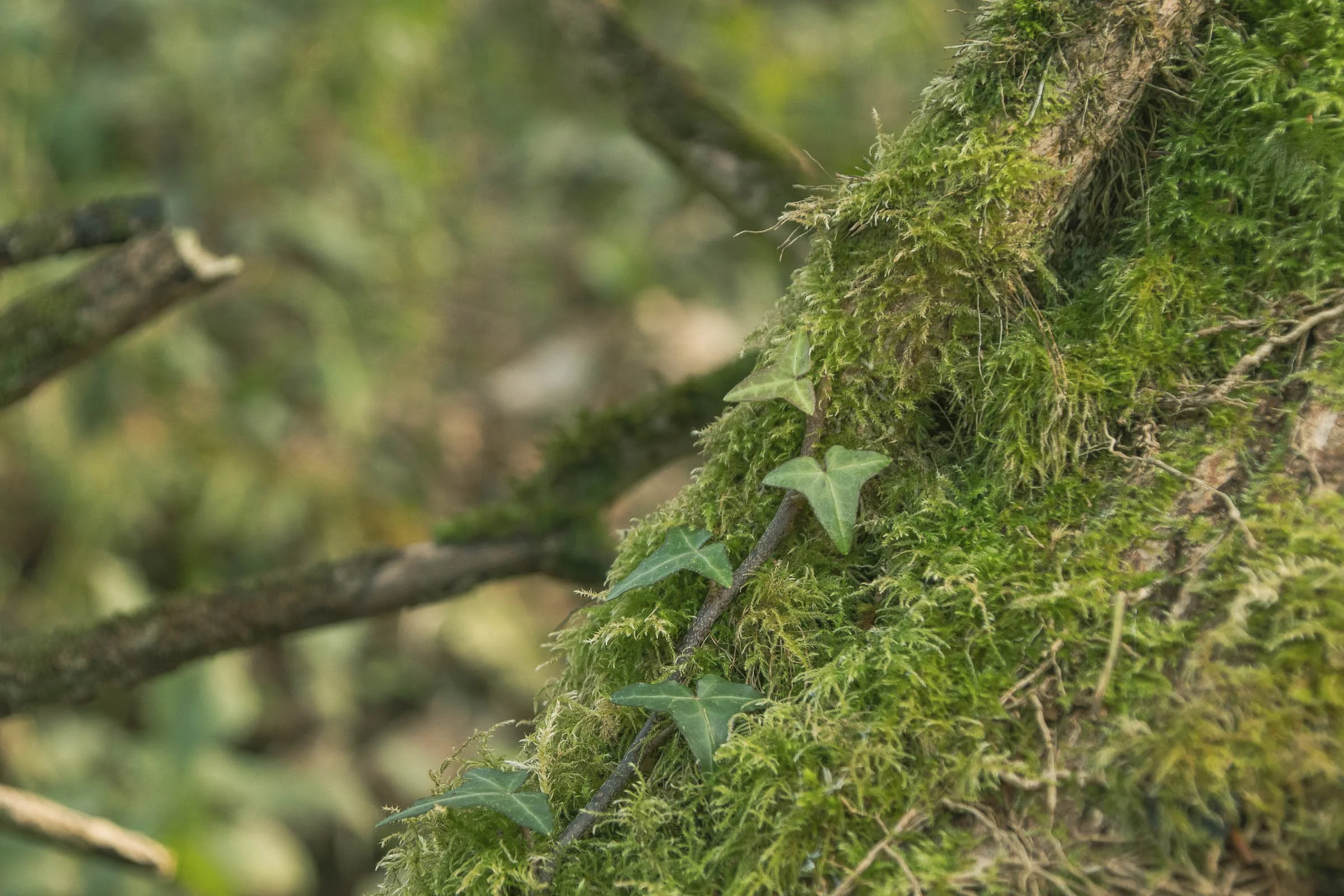 moss-and-ivy-lowena-studios.jpg