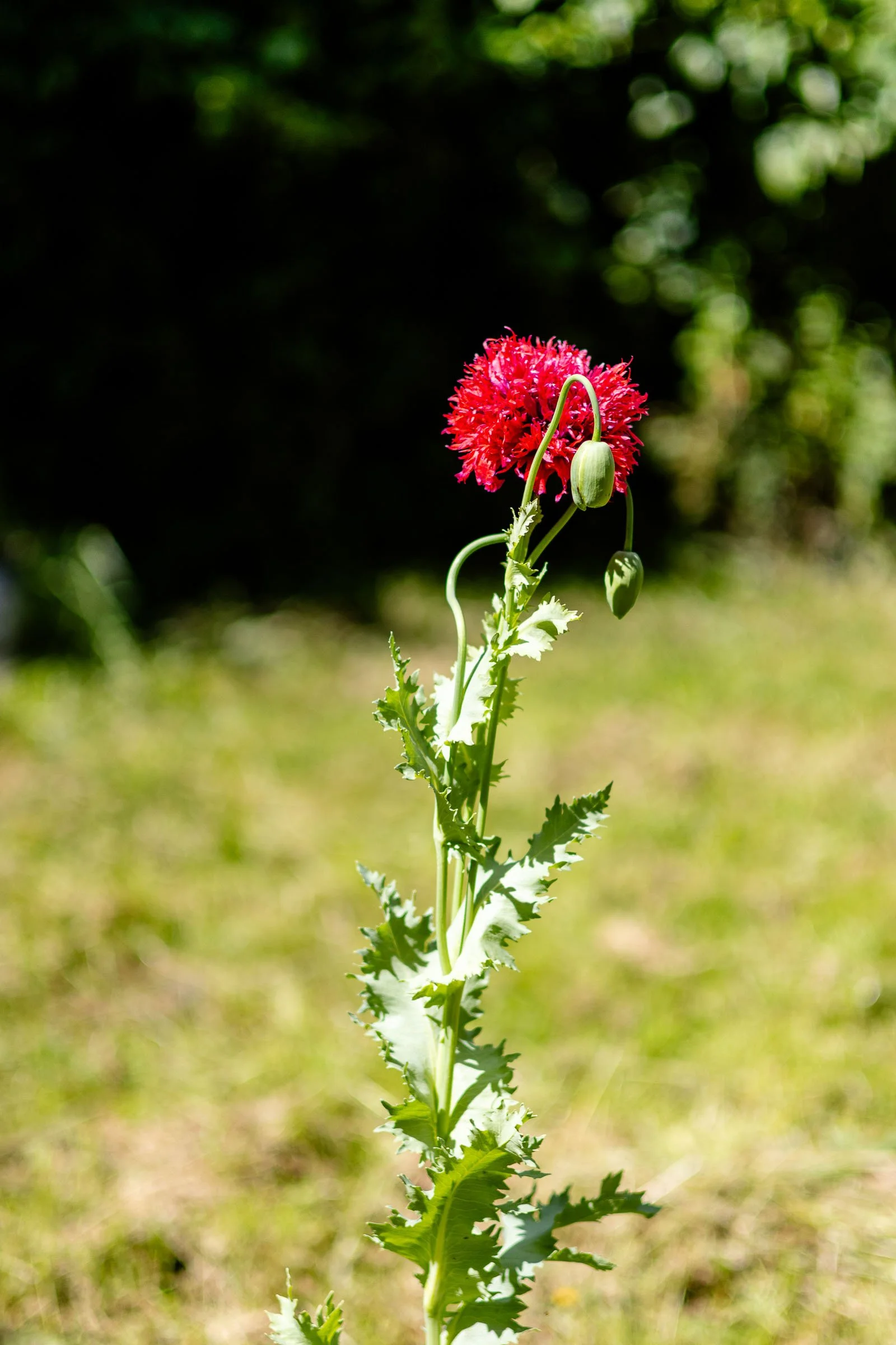 Single Poppy