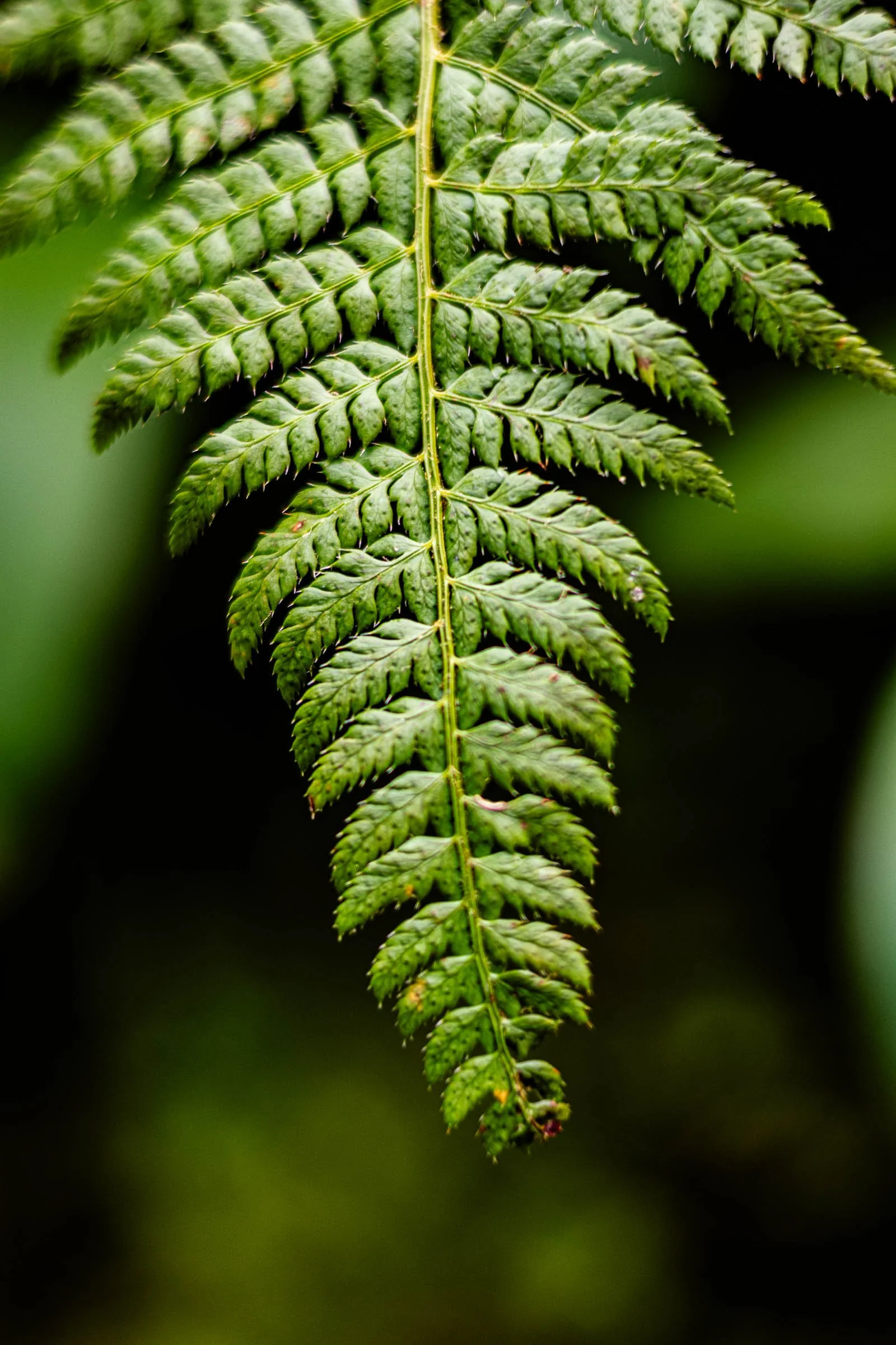 fern-close-lowena-studios.jpg