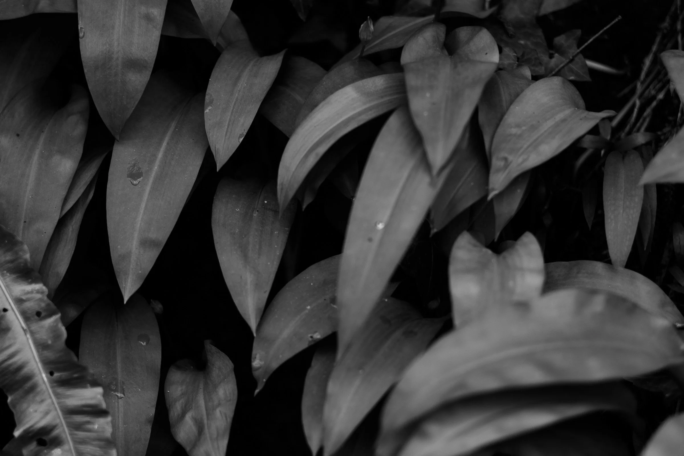 wild-garlic-black-and-white-lowena-studios.jpg