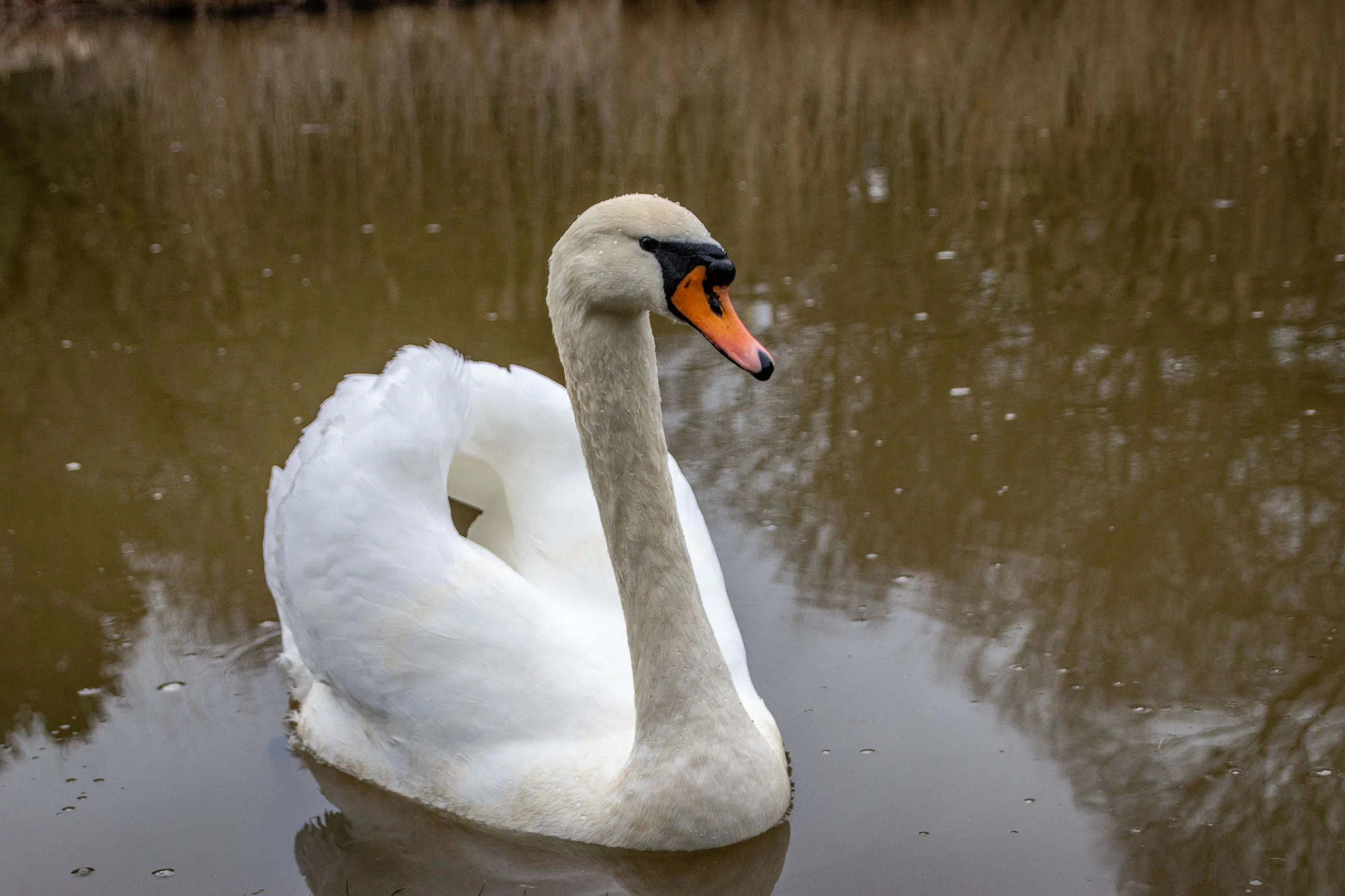 bude-canal-swan-lowena-studios.jpg