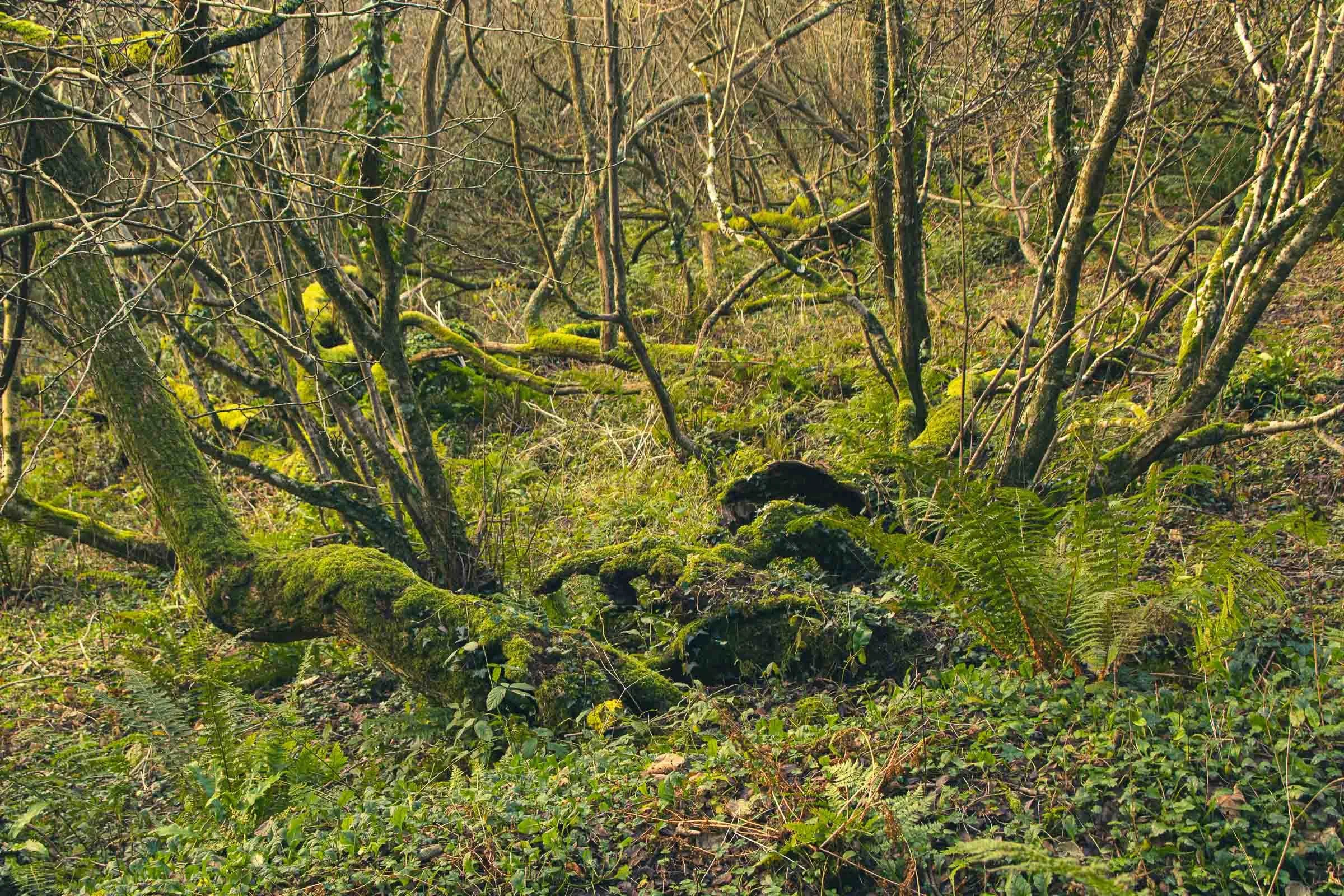 suncken-trees-lowena-studios.jpg