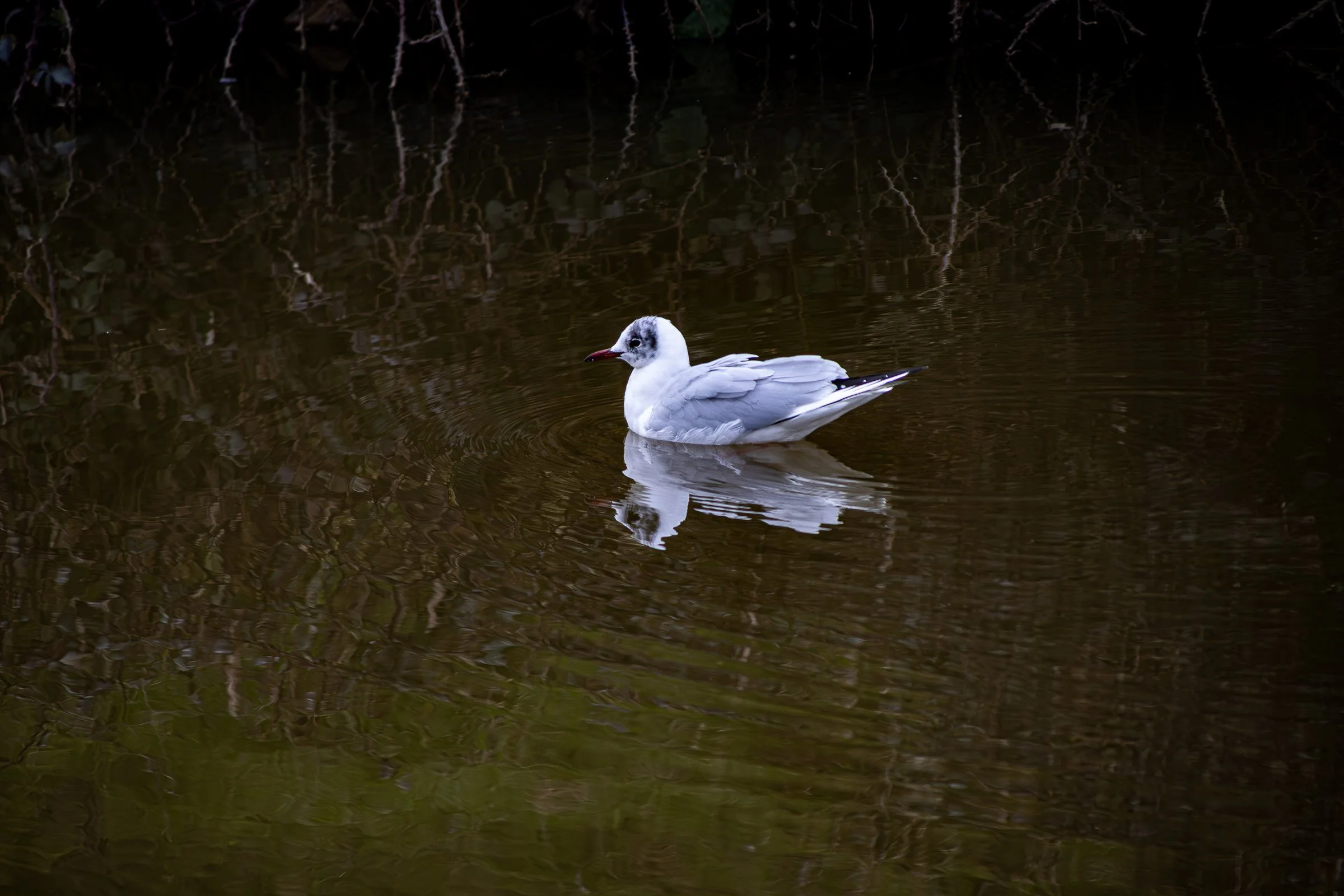blackheaded-gull-lowena-studios.jpg