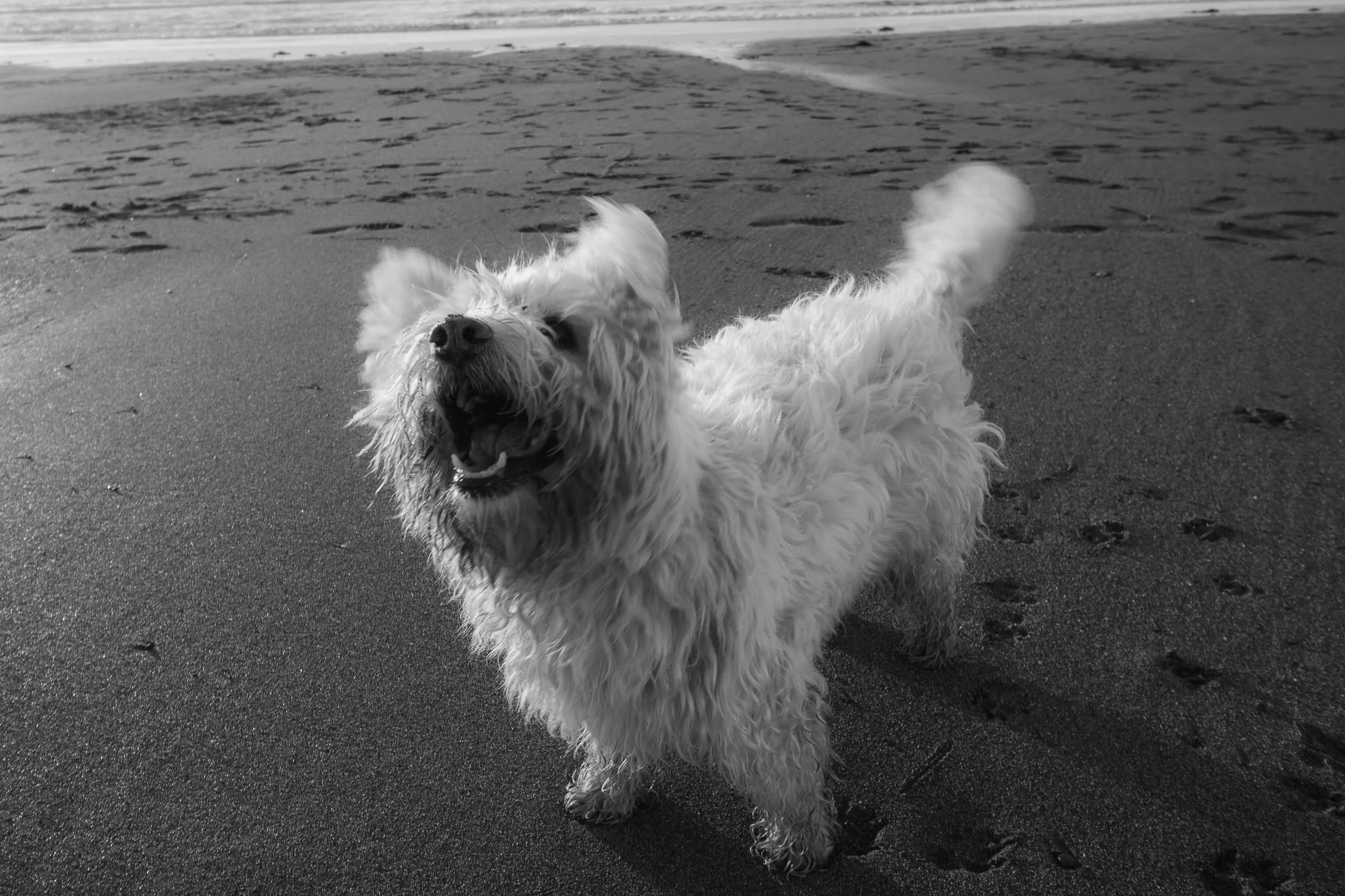 Charlie Barking at Widemouth B&W.jpg