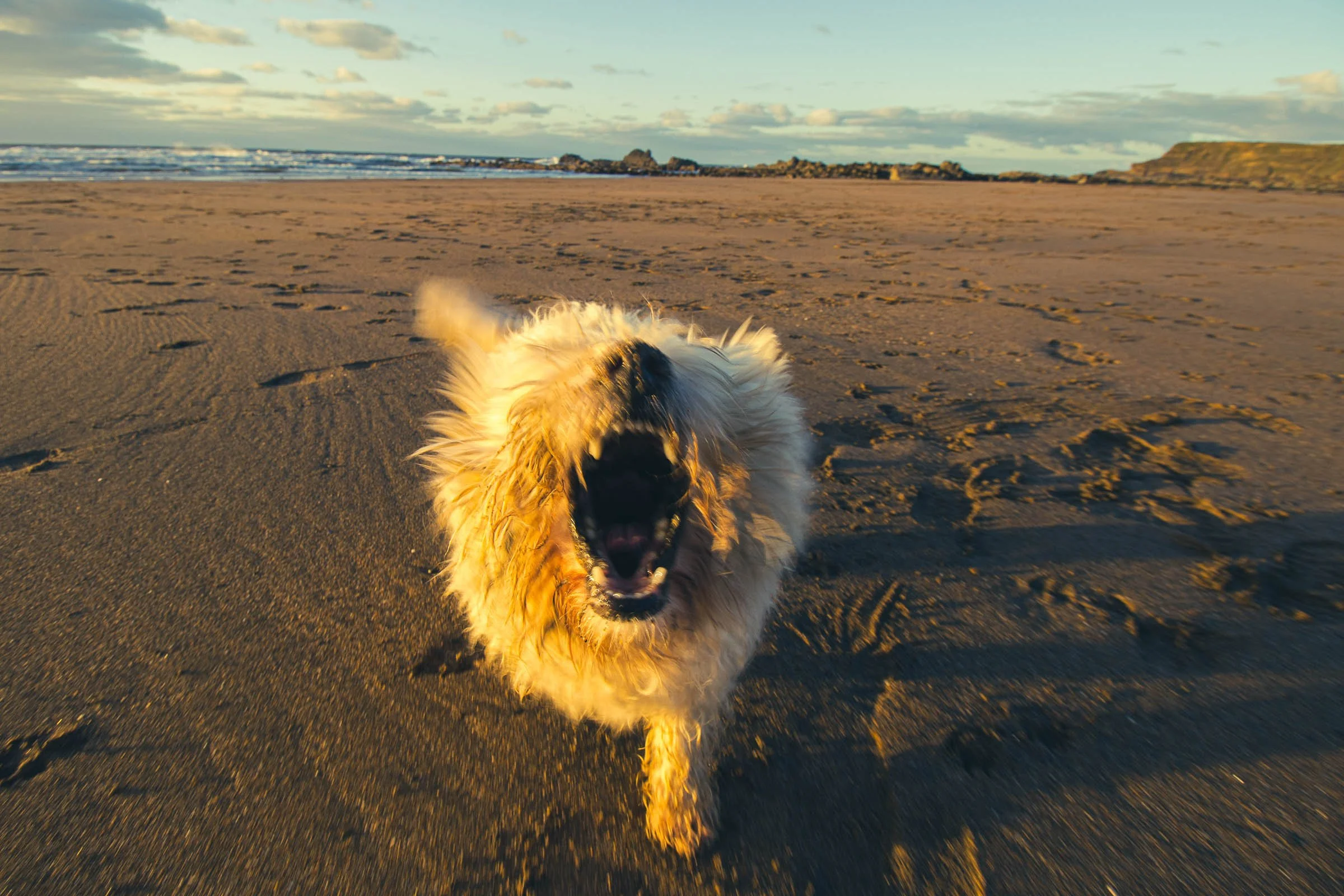 An 11 year old Westie on the beach barking at the camera
