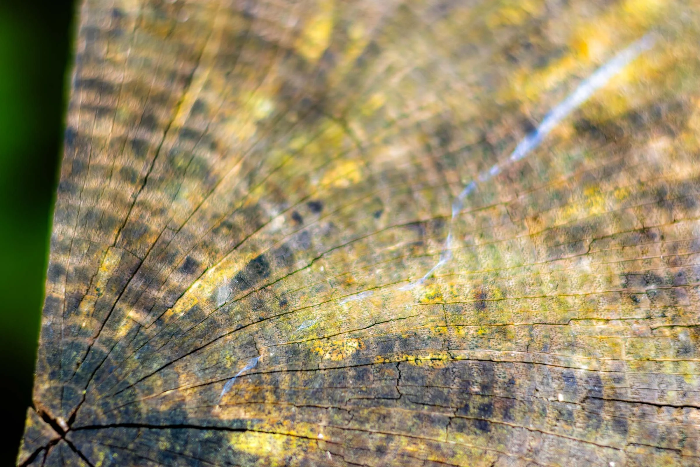 fence-post-closeup-lowena-studios.jpg