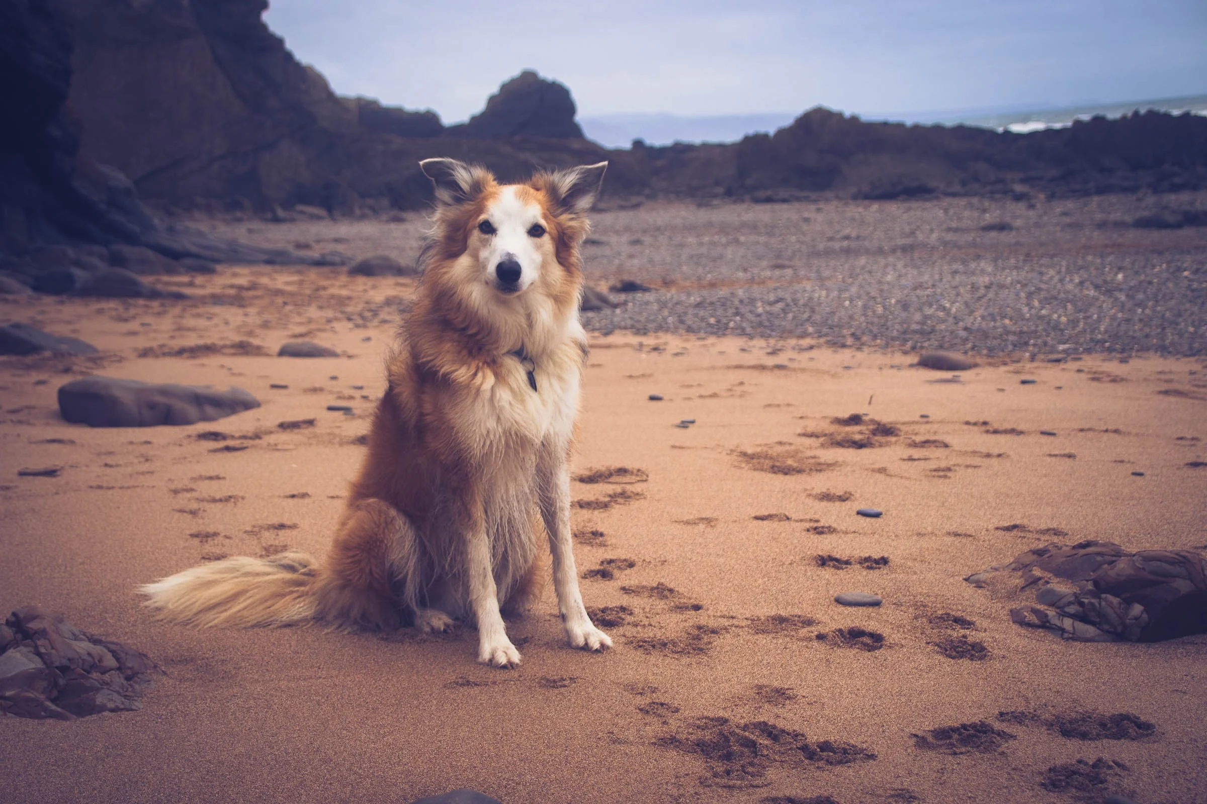 Jesse at the Beach.jpg