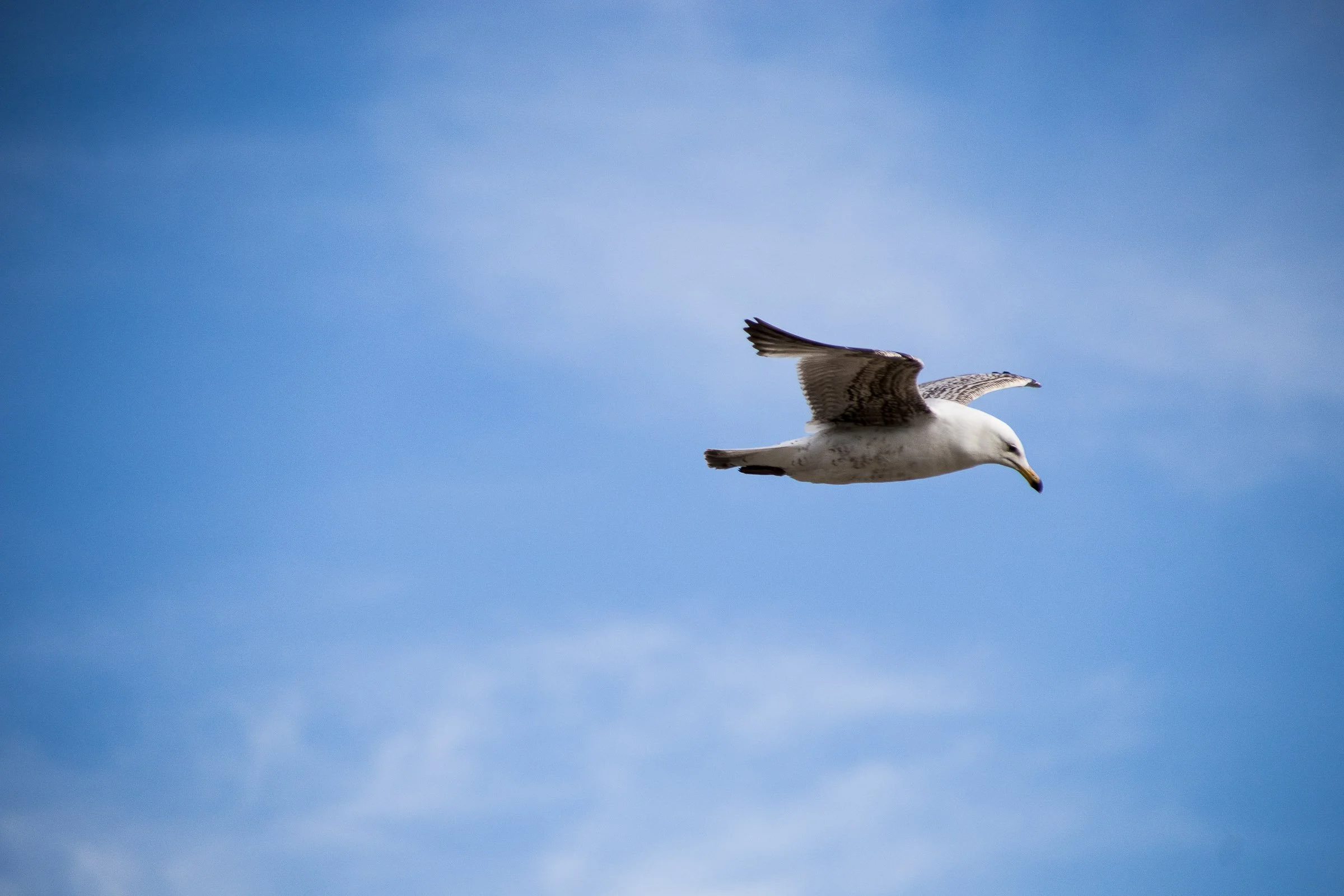crooklets-seagul-hovering-lowena-studios.jpg