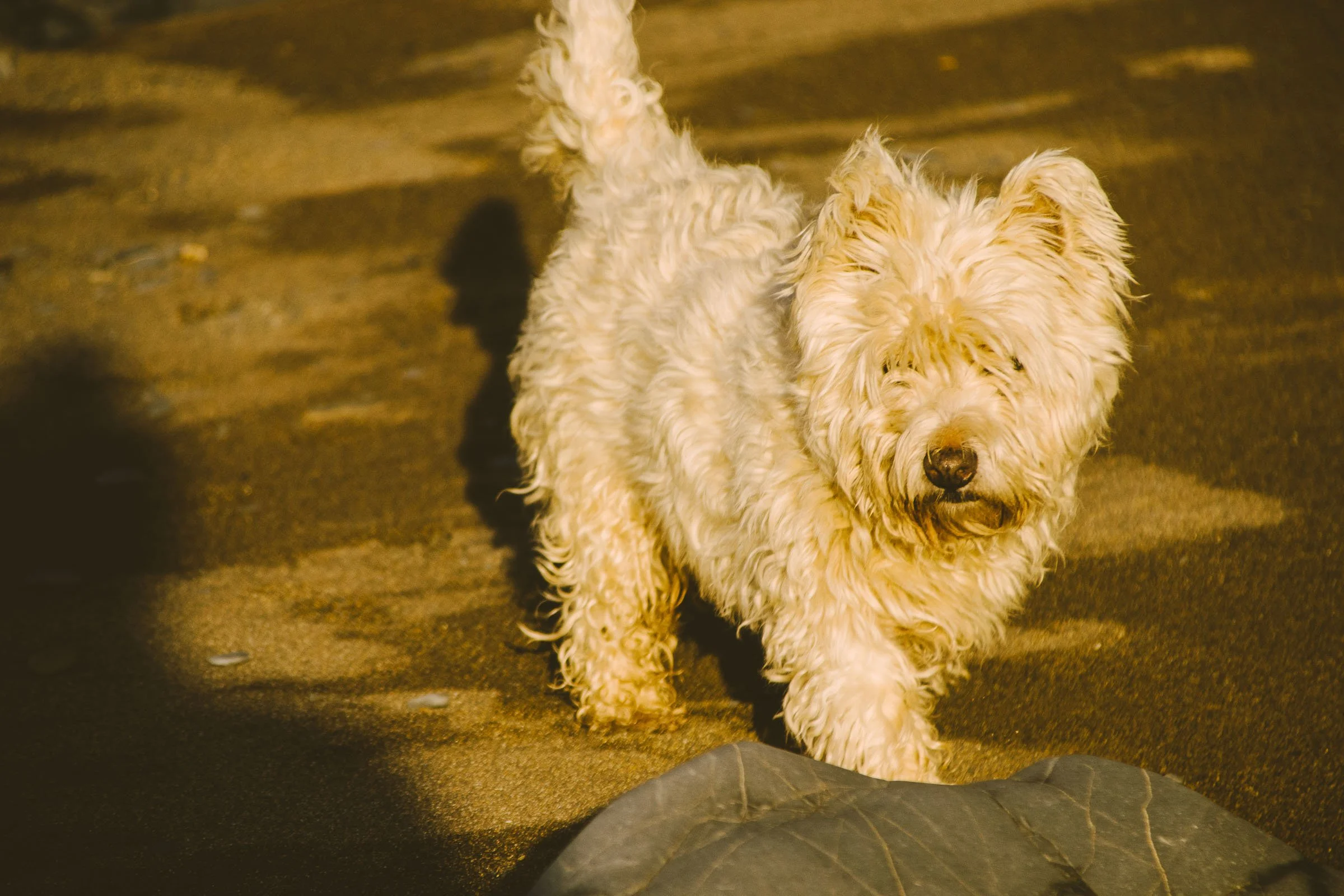Charlie Trotting on the Sands.jpg