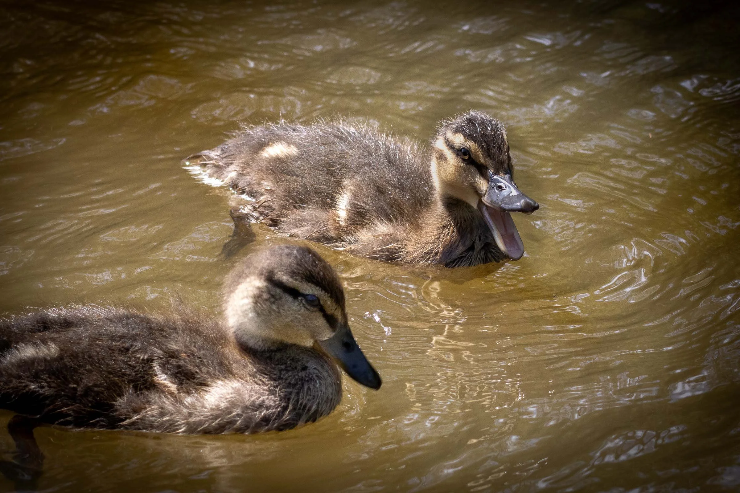 Two baby ducks one is quacking with his mouth open