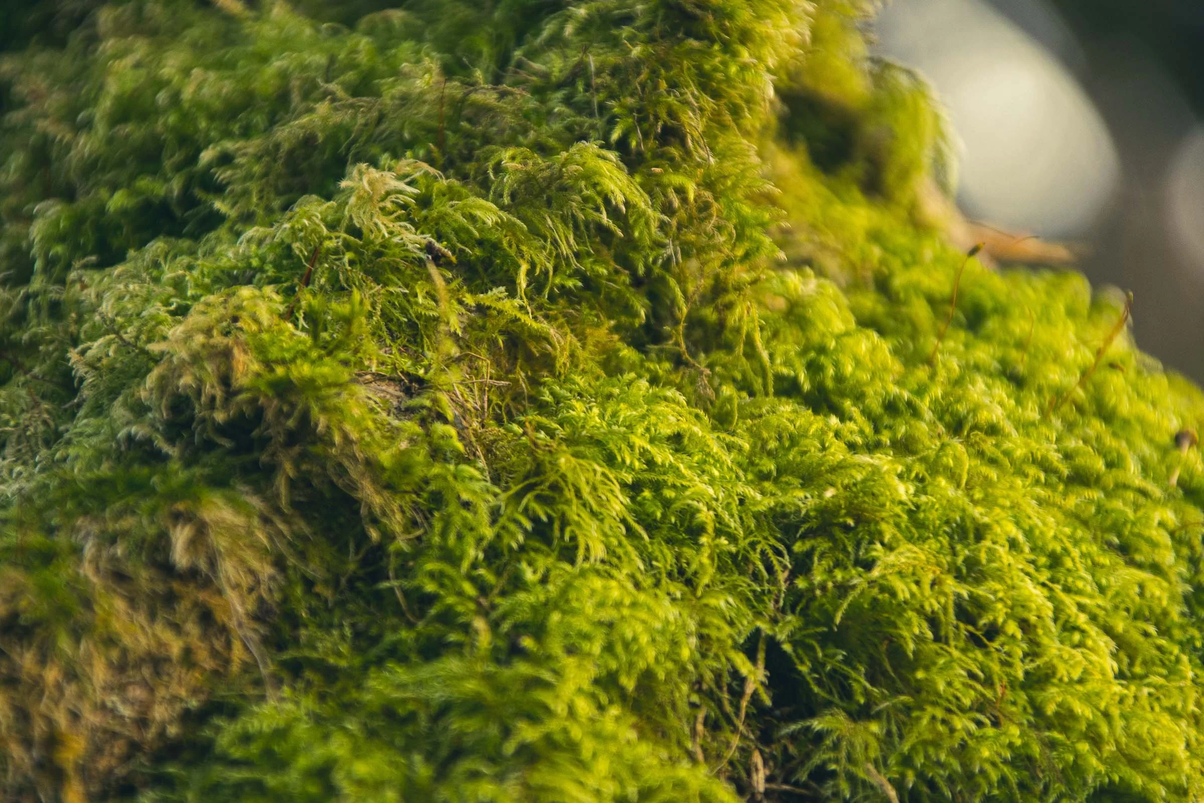 moss-close-lowena-studios.jpg