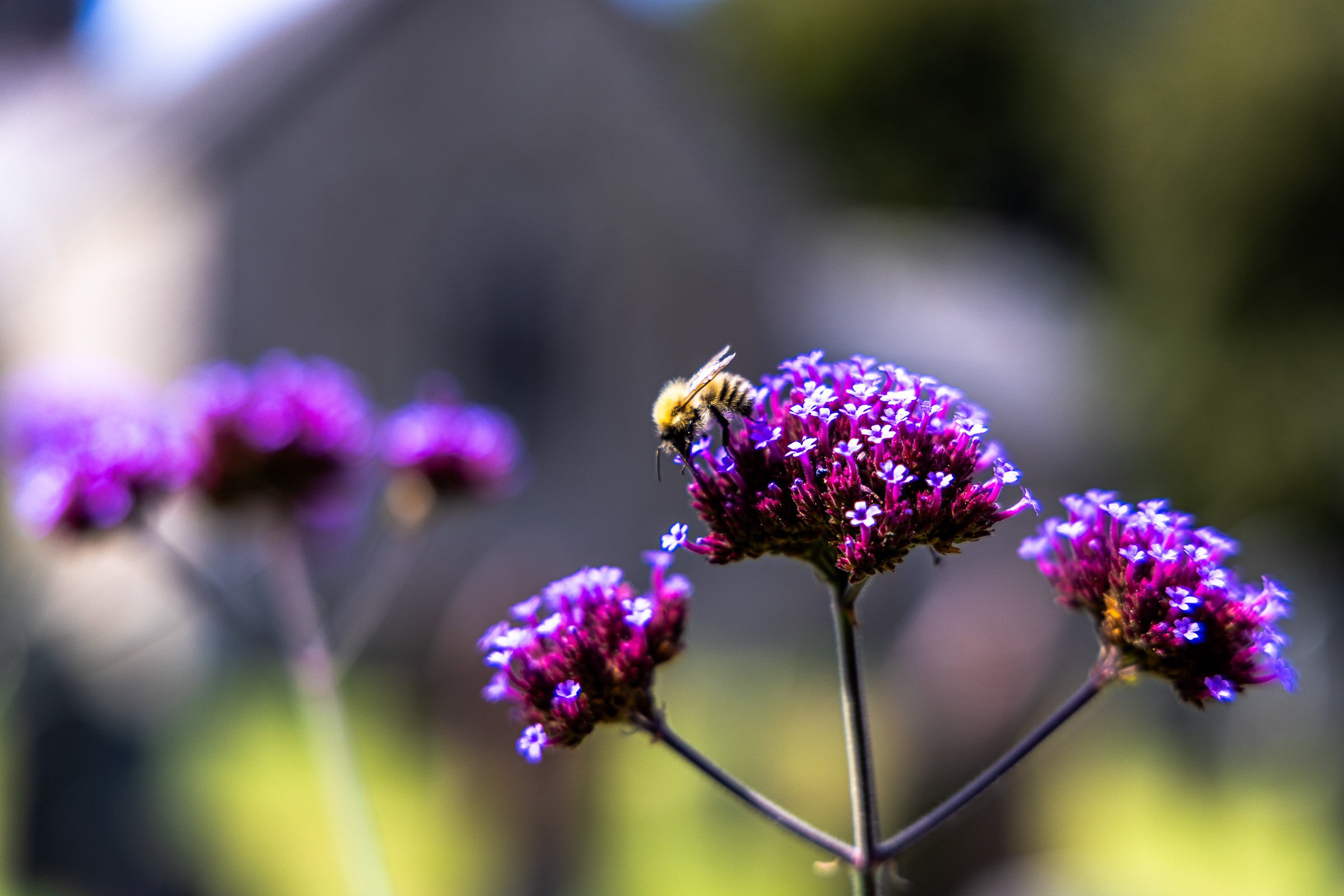 Bee Feeding 2