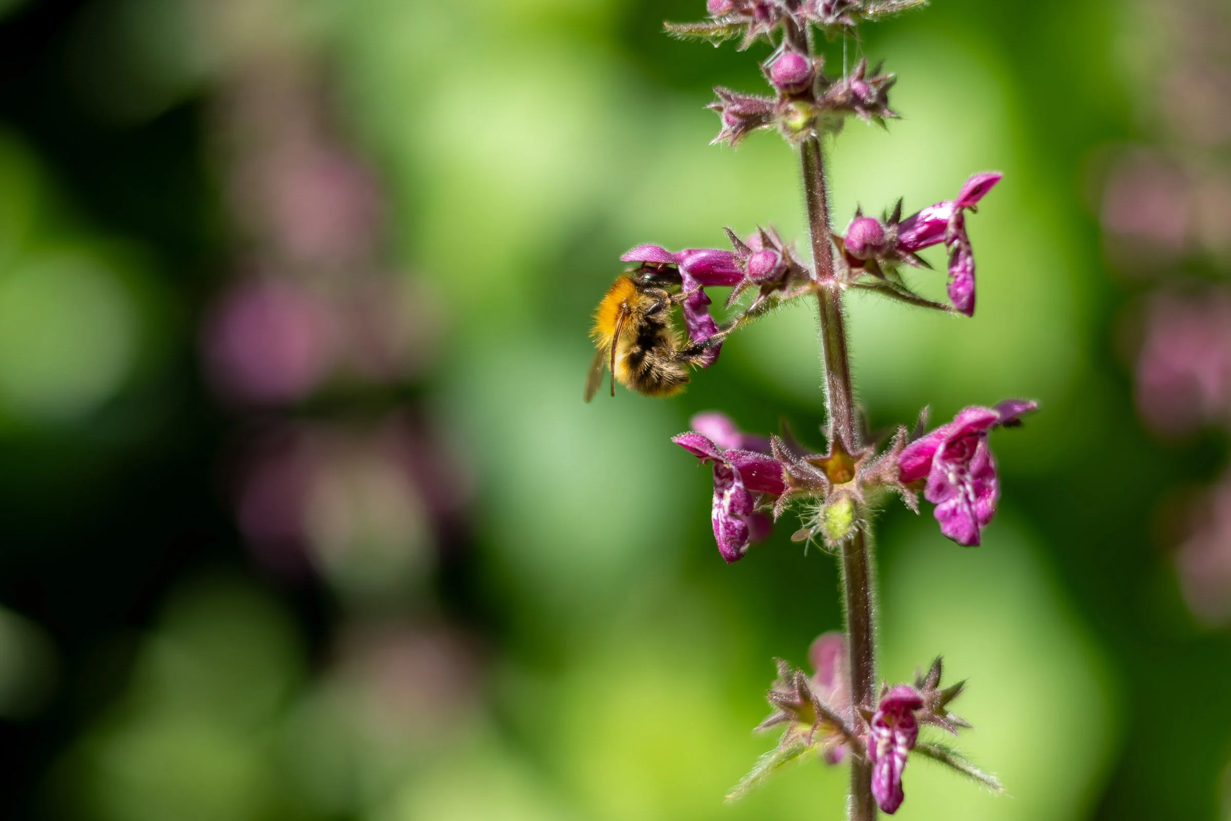 Bee Feeding 6