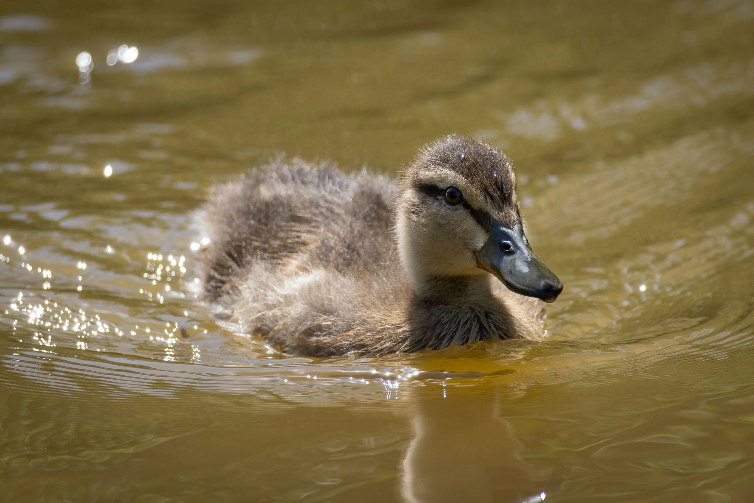 lone-baby-duck-swiimming-lowena-studios.jpg