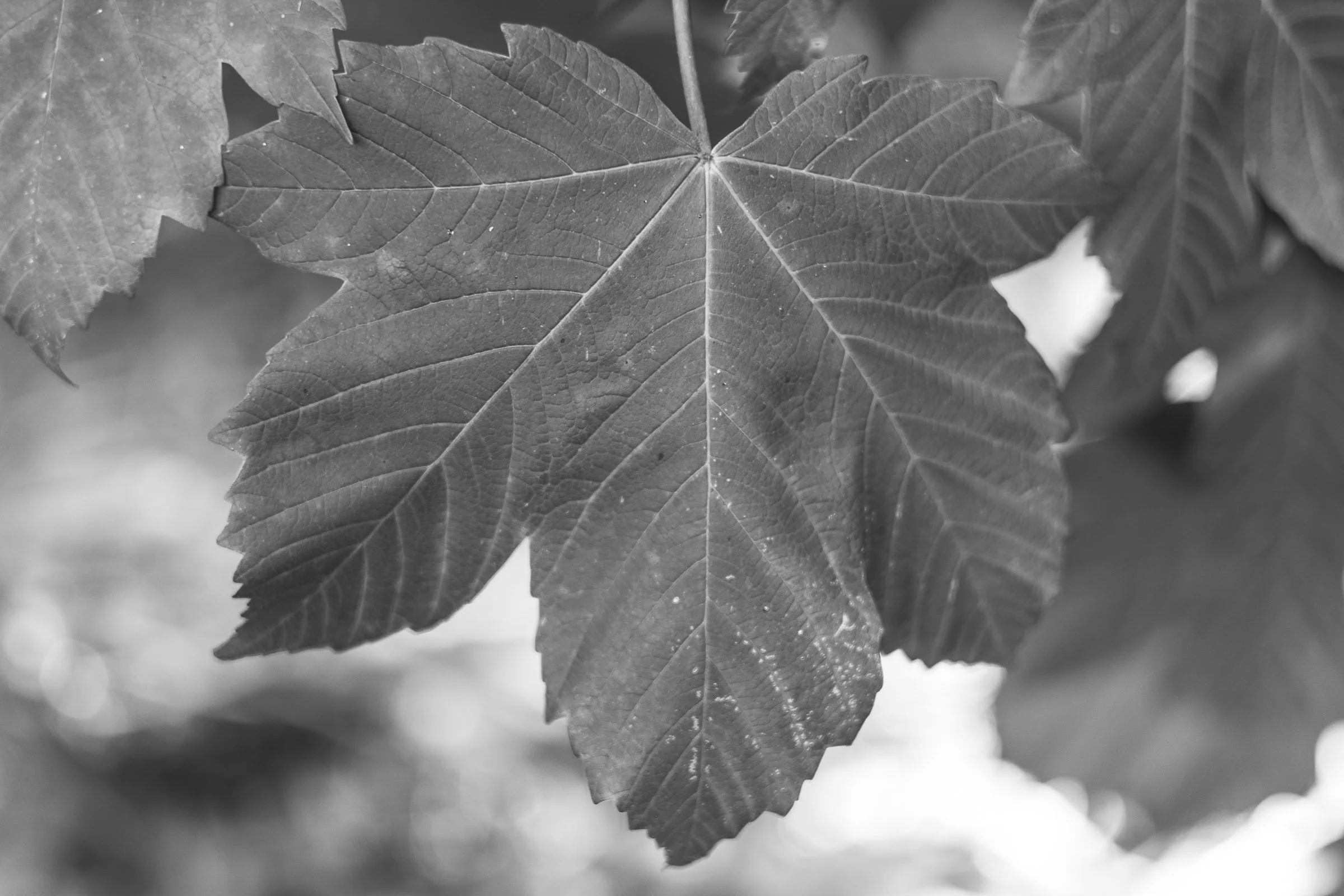 Leaf B&W