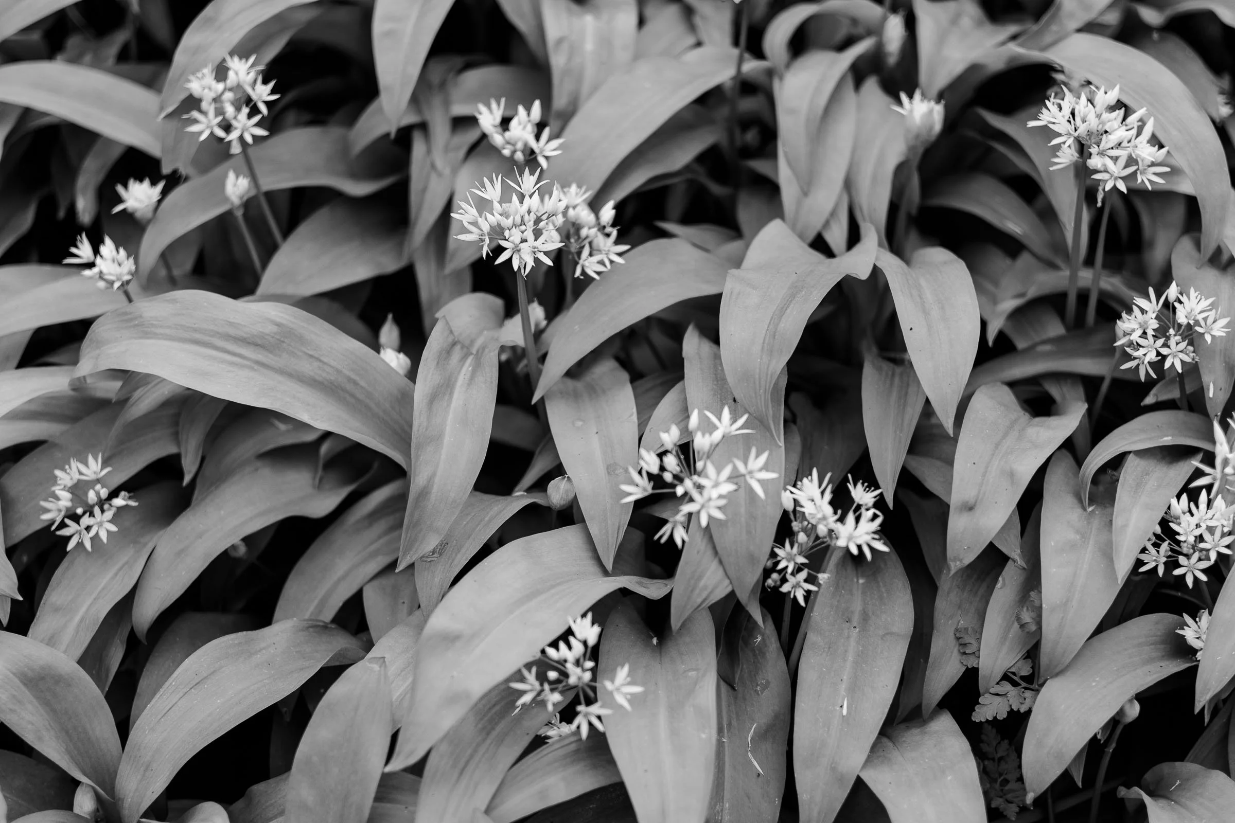 wild-garlic-wallpaper-black-and-white-lowena-studios.jpg