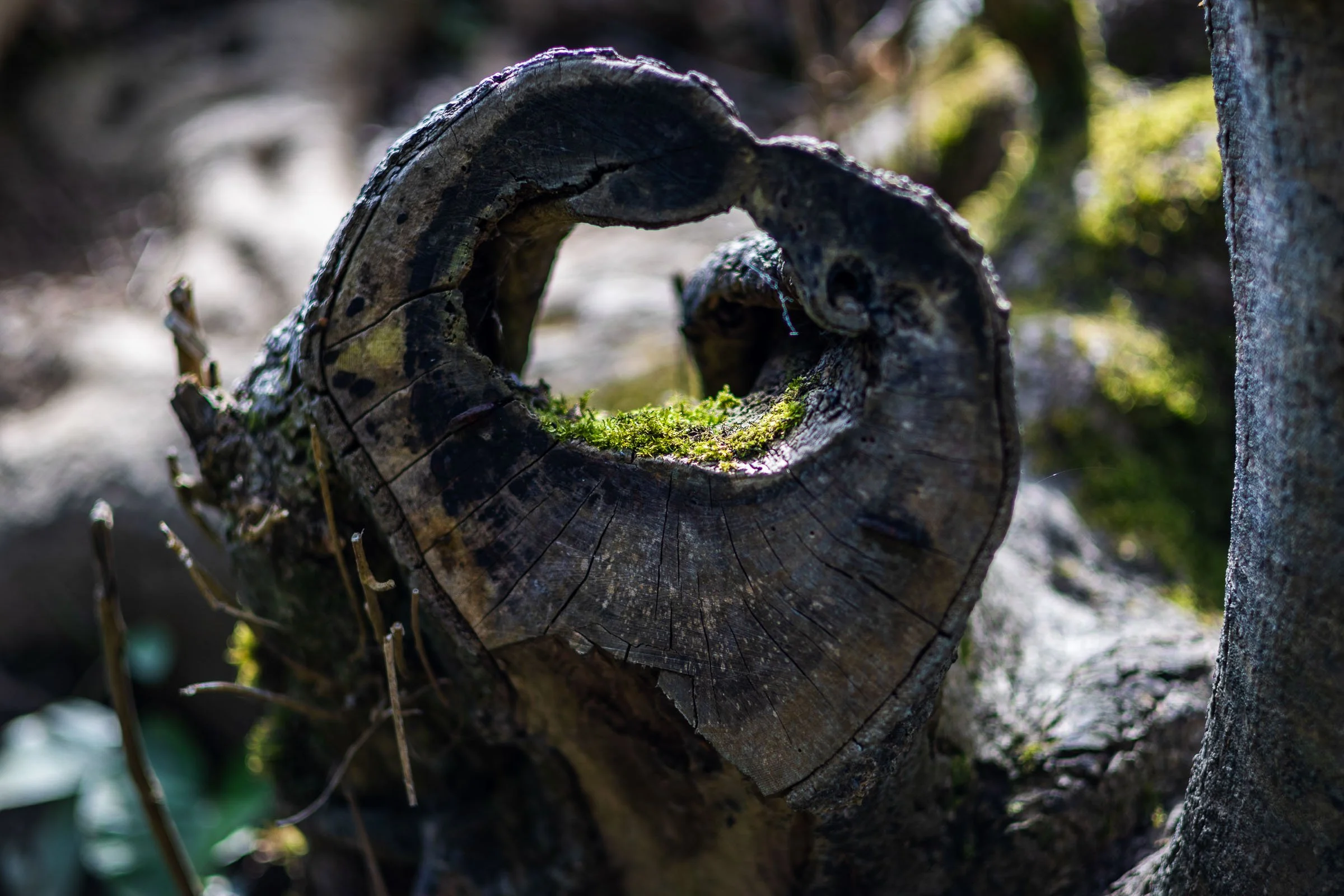 woodland-dead-log-lowena-studios.jpg