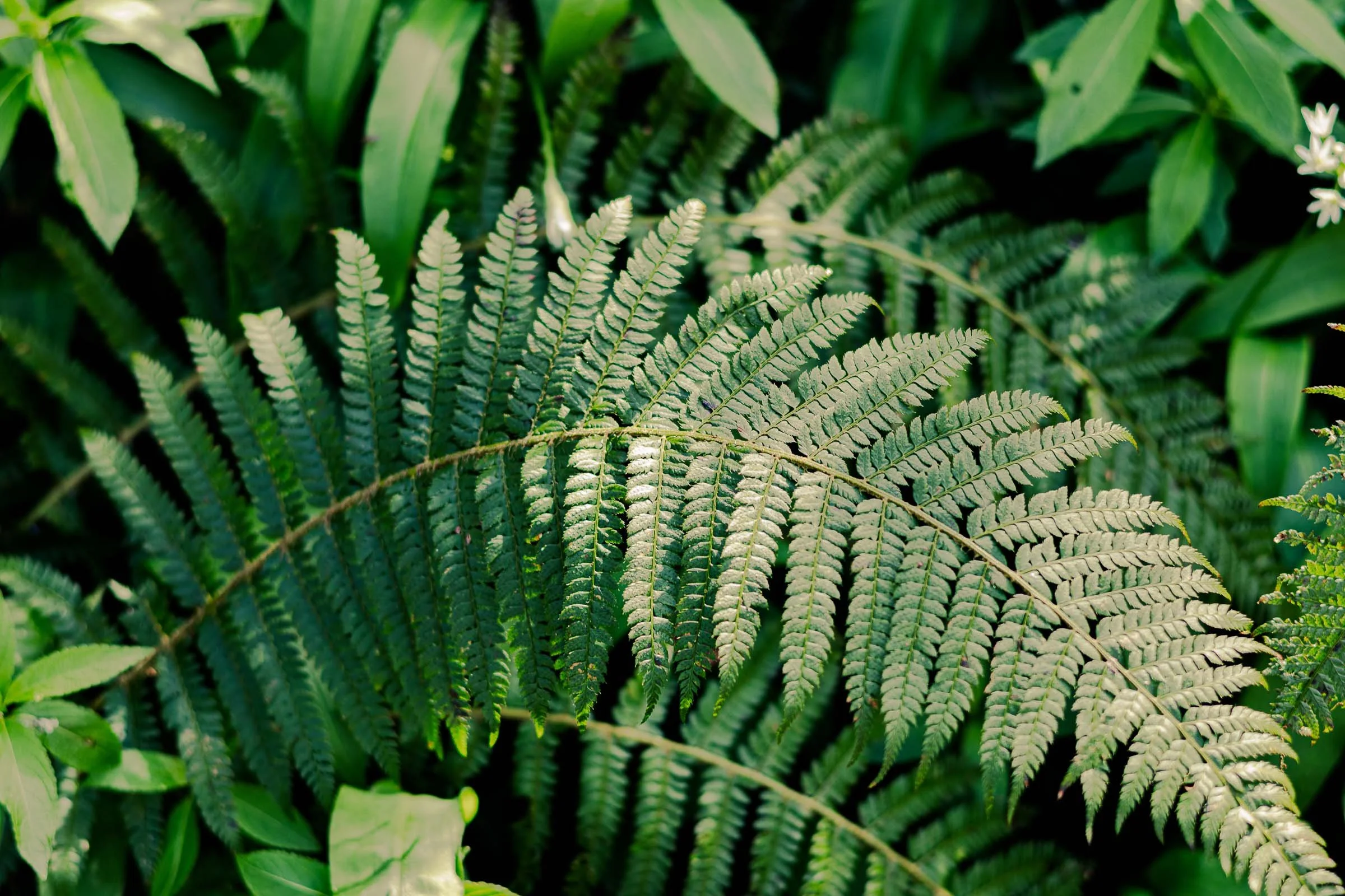 woodland-fern-lowena-studios.jpg